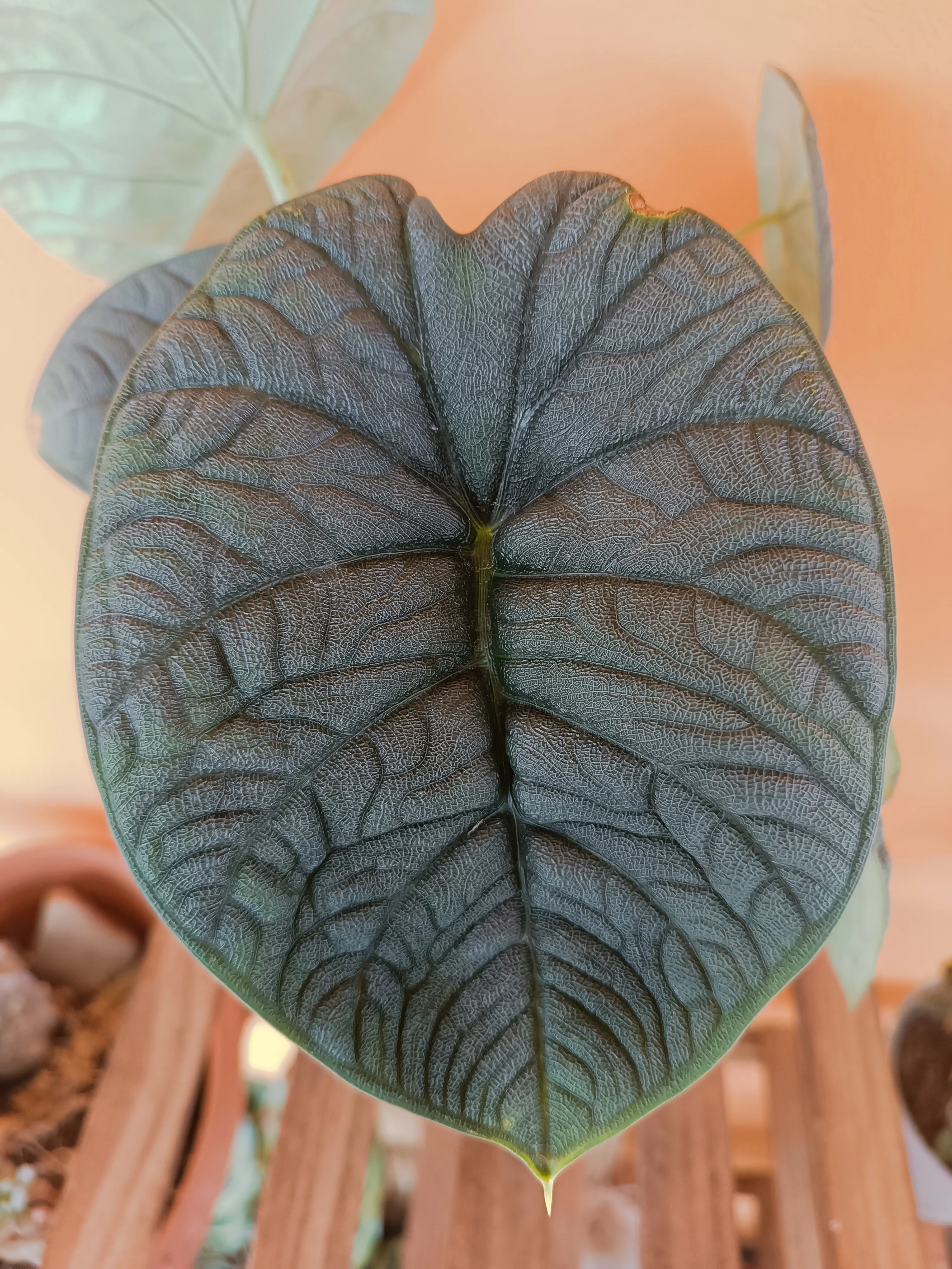 Alocasia Melo