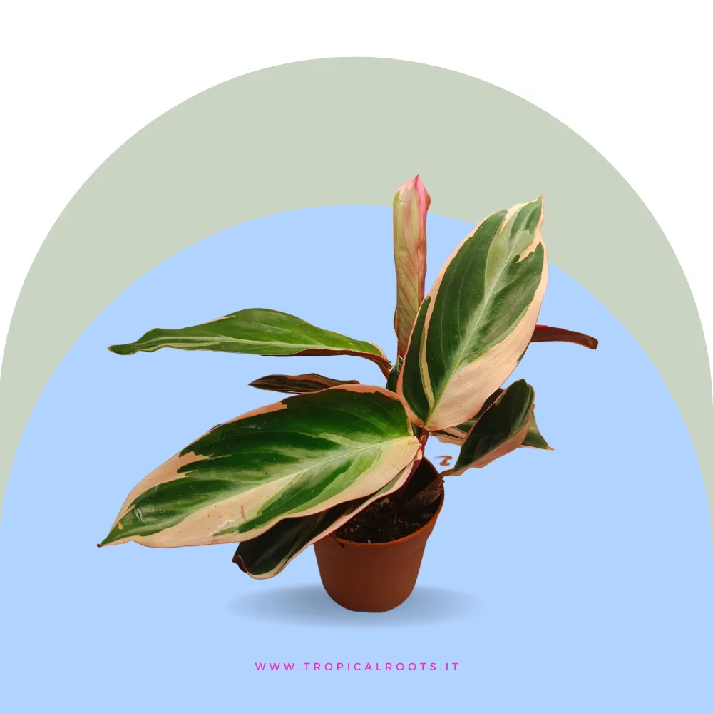 Calathea Stromanthe Triostar baby