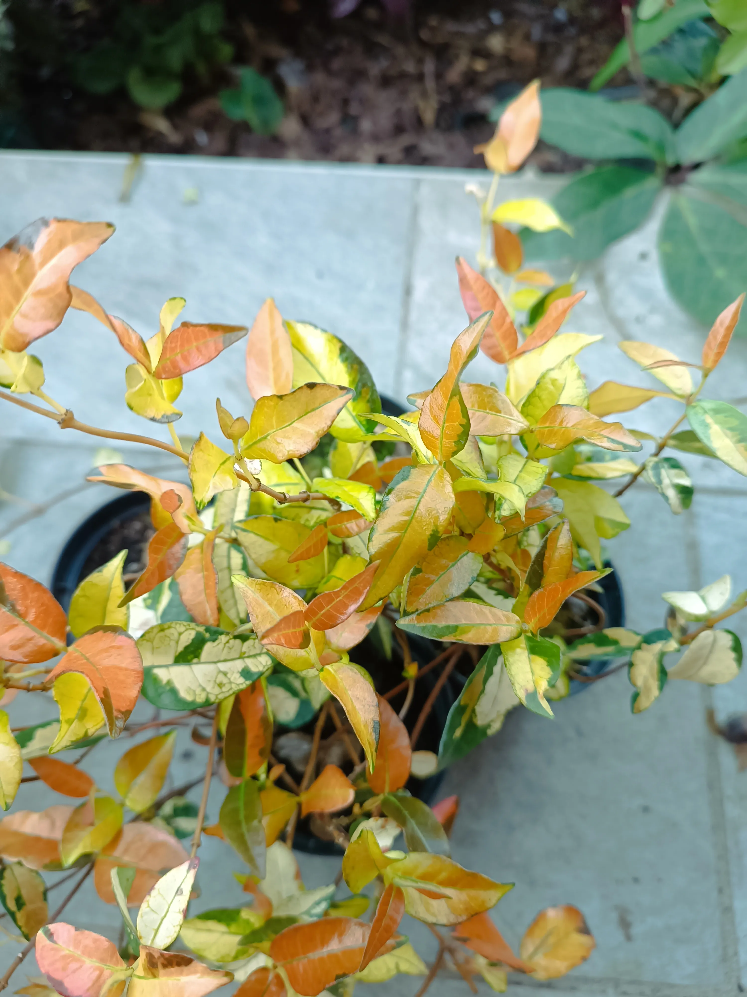 Trachelospermum asiaticum sunset - falso gelsomino