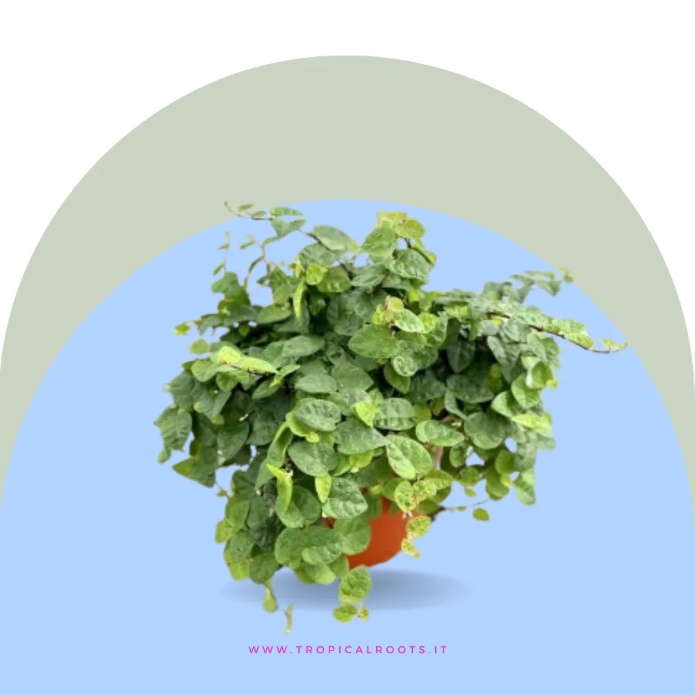 Ficus repens