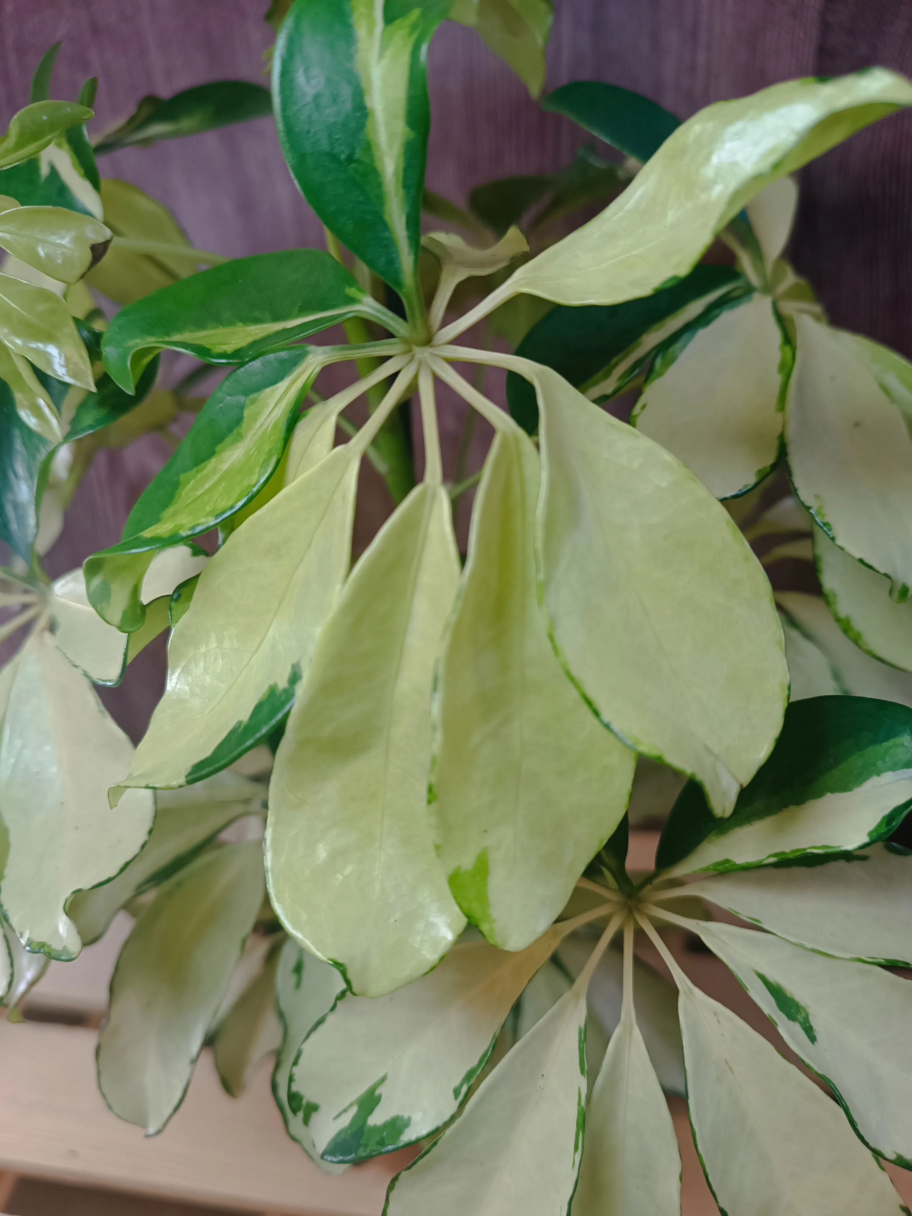 Heptapleurum arboricola 'Melanie'