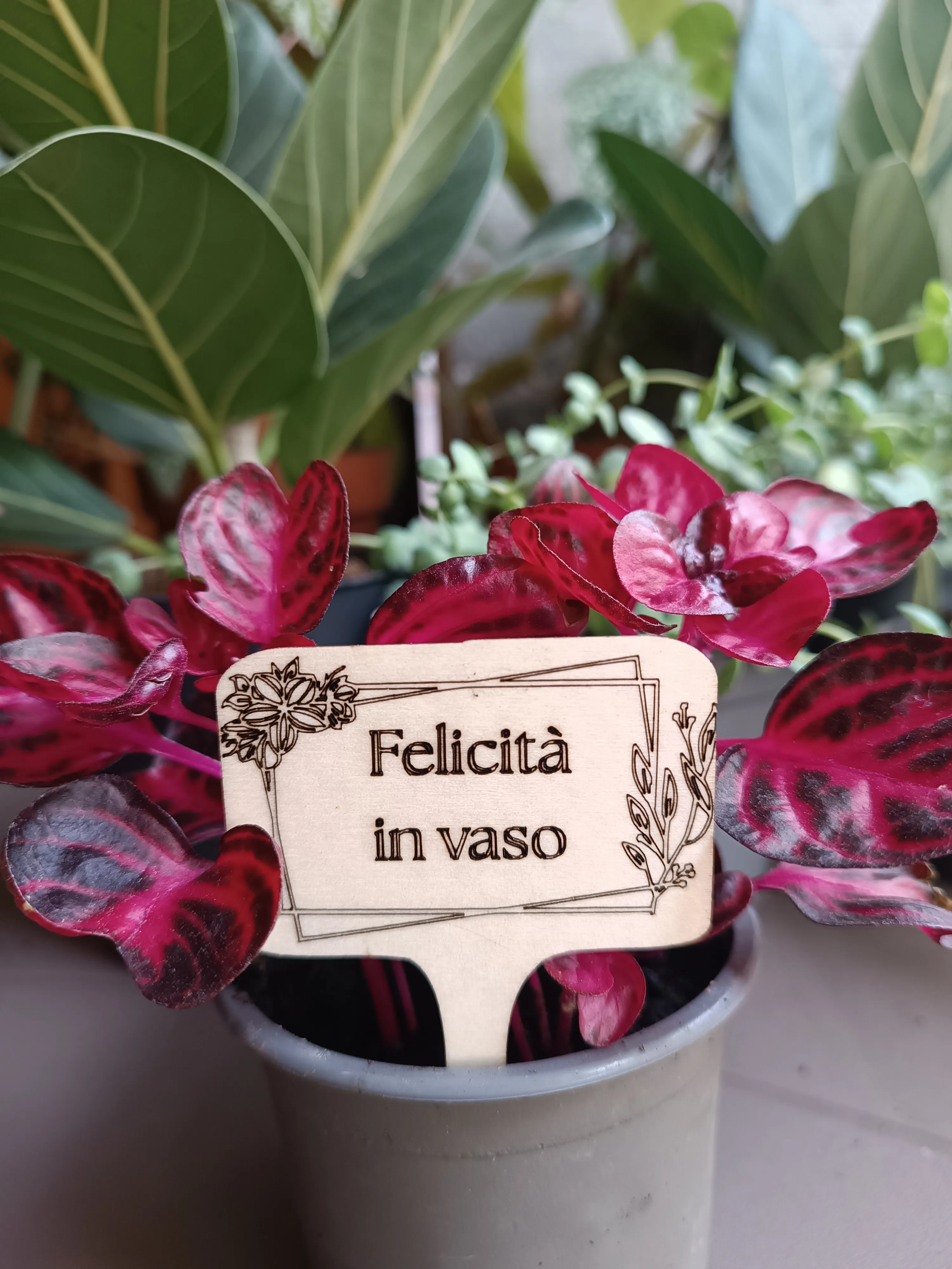 PlanTag "Felicità in Vaso"