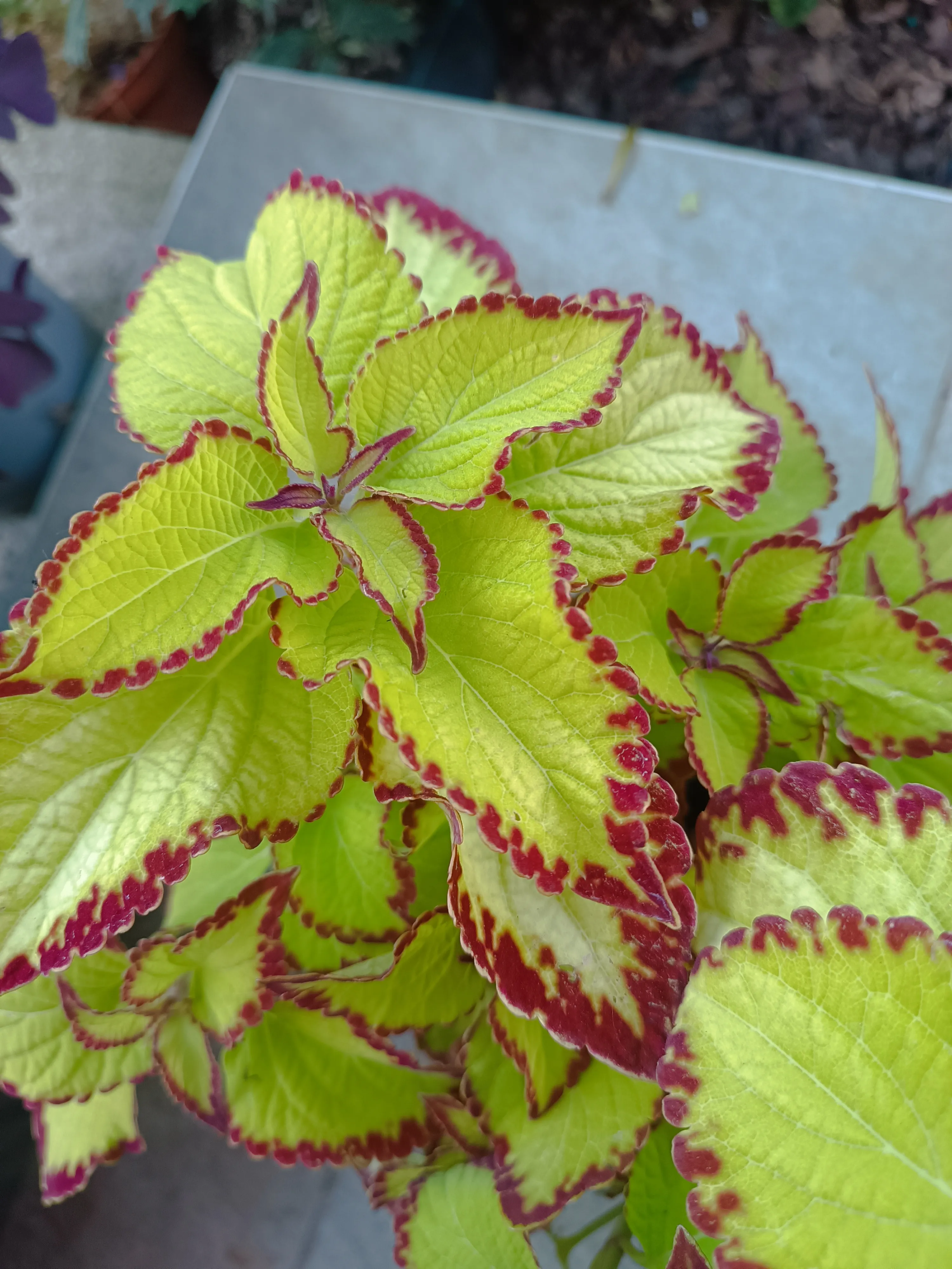 Coleus Green Red velvet