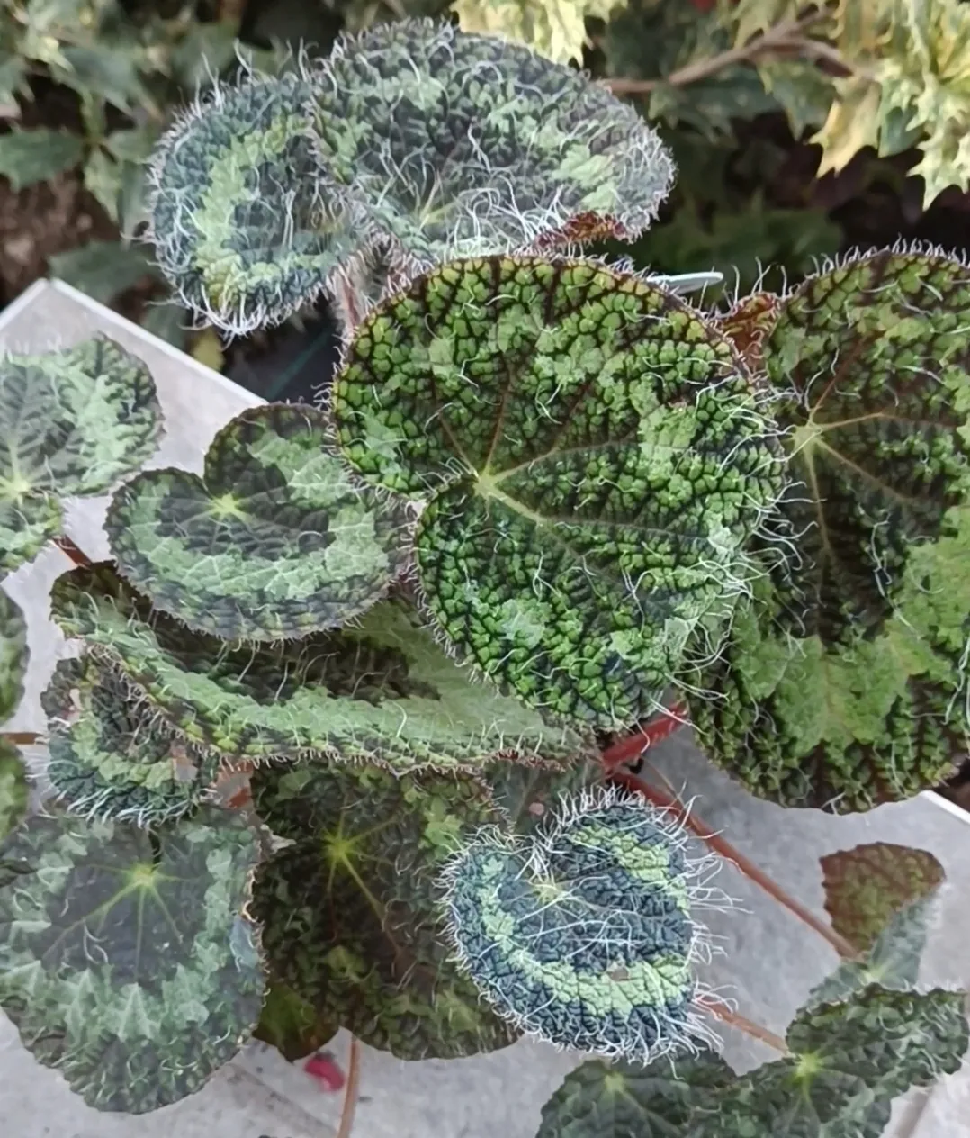 Begonia Sizemoreae