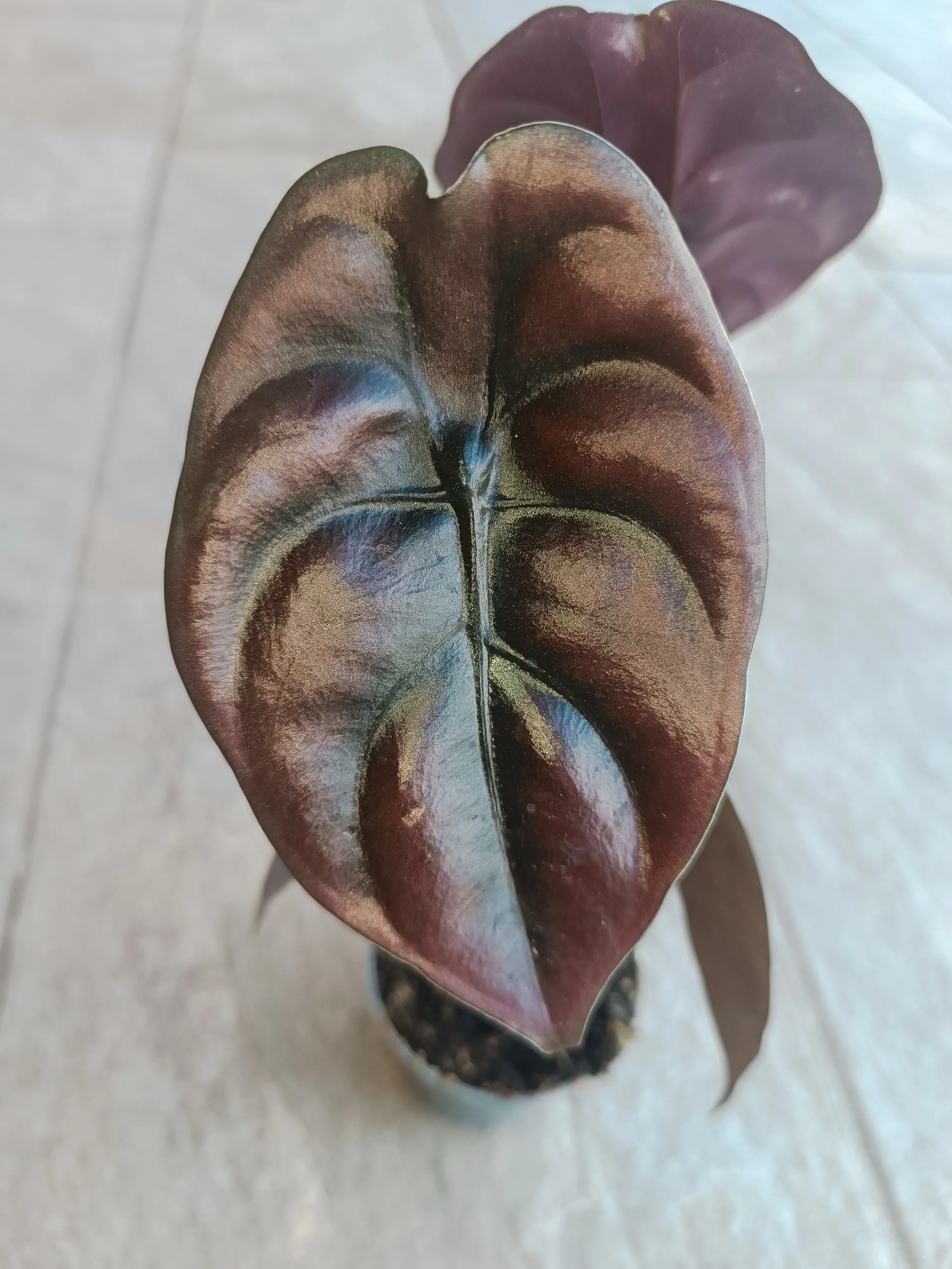 Alocasia Cuprea