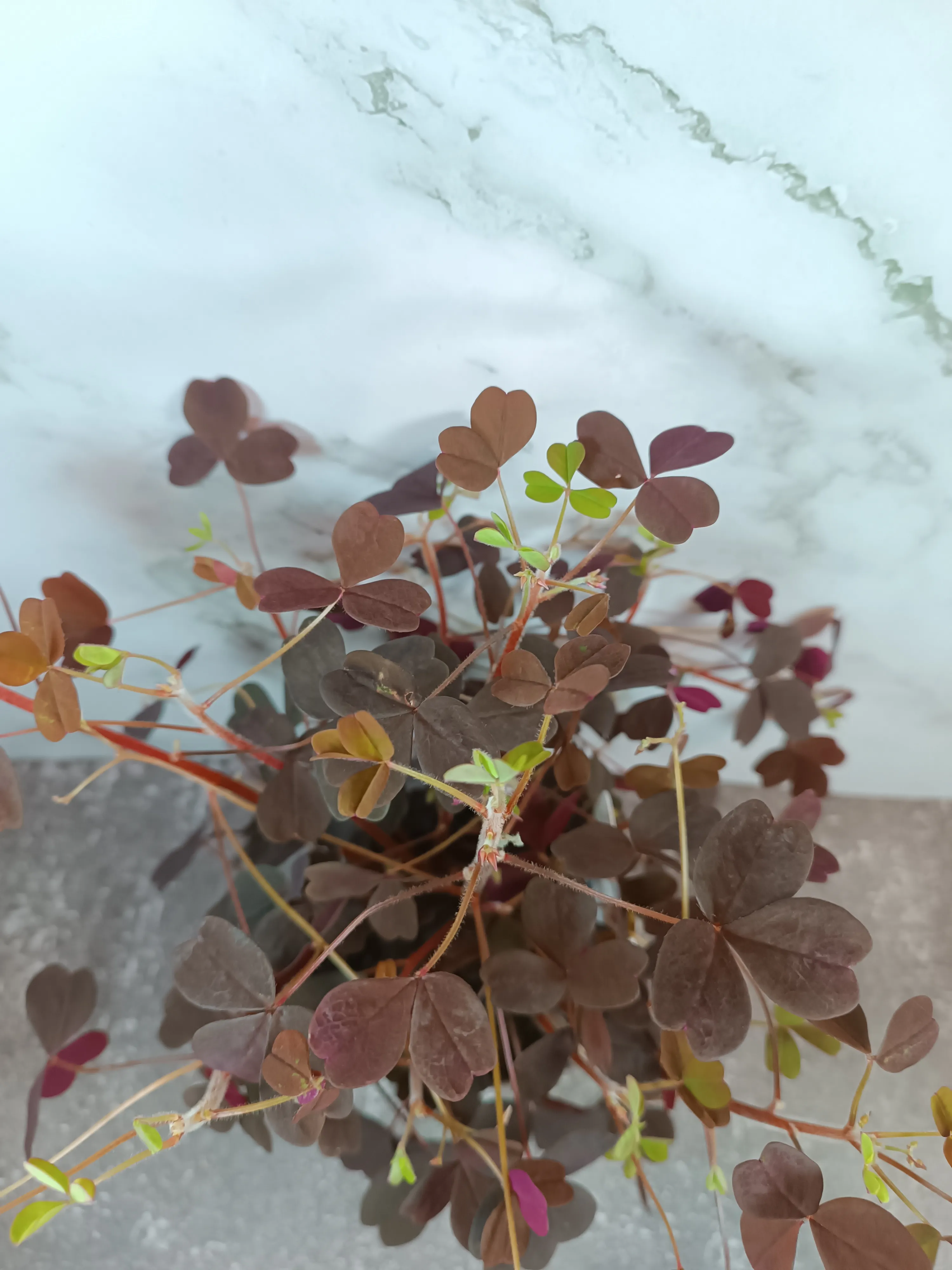 Oxalis Vulcanicola Plum