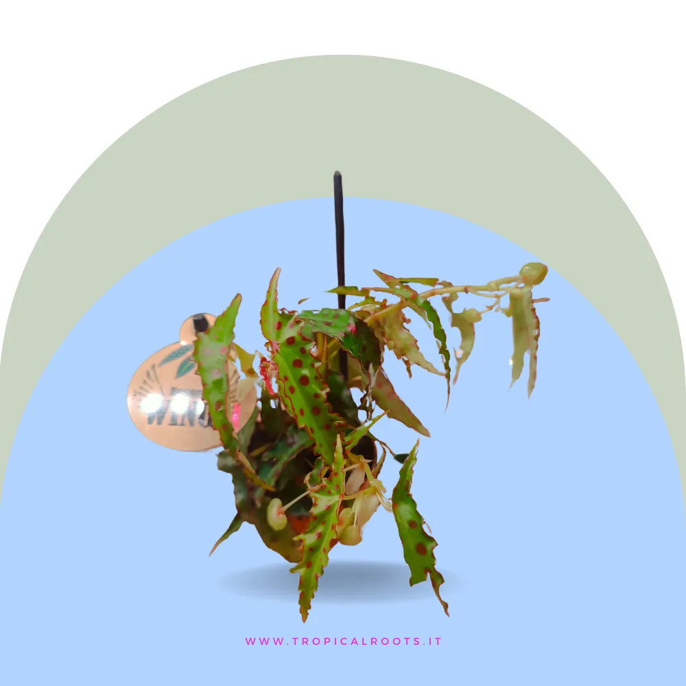 Begonia amphioxus