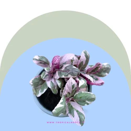 Hemigraphis snow White baby 