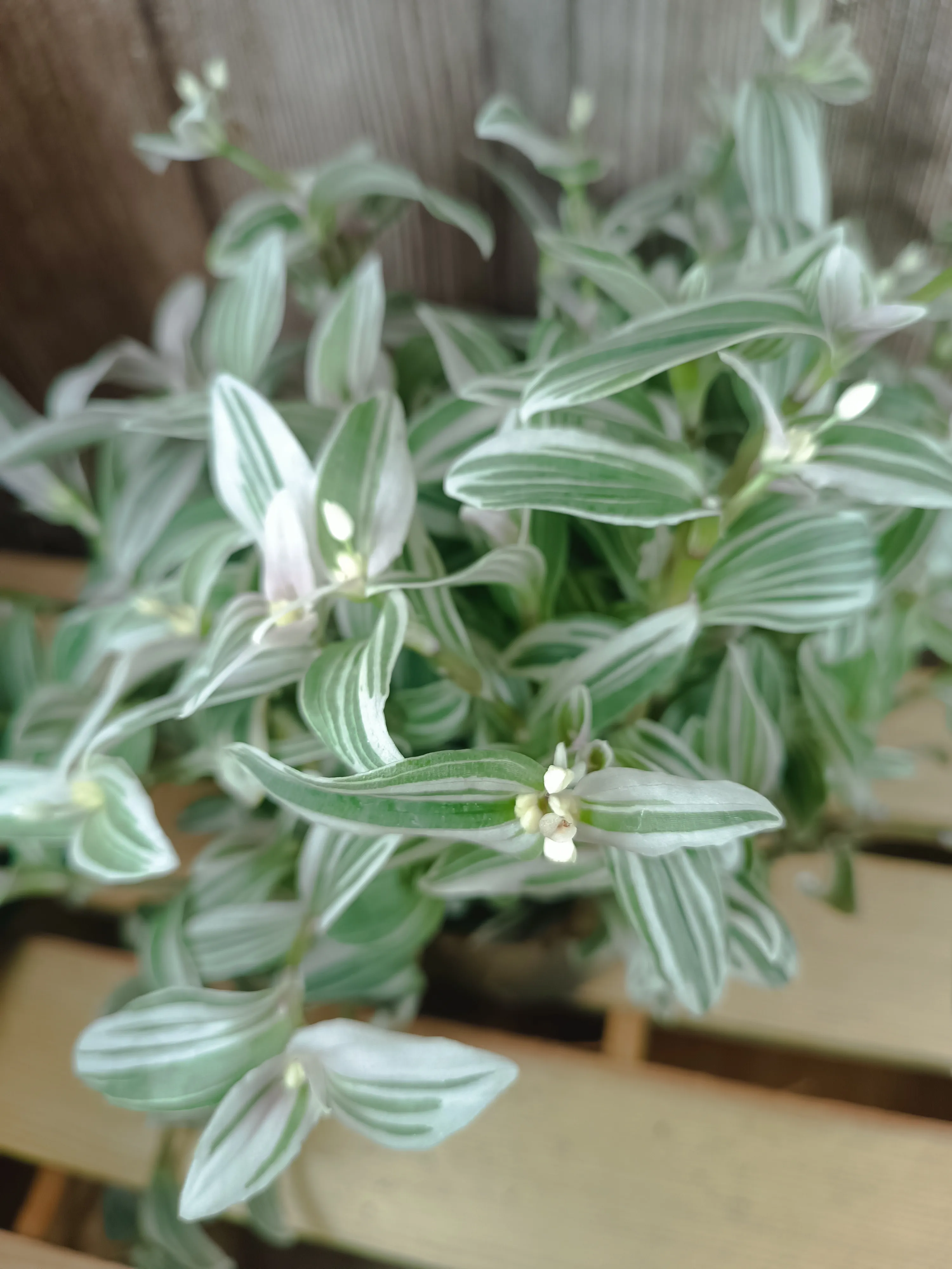 Tradescantia fluminensis variegata