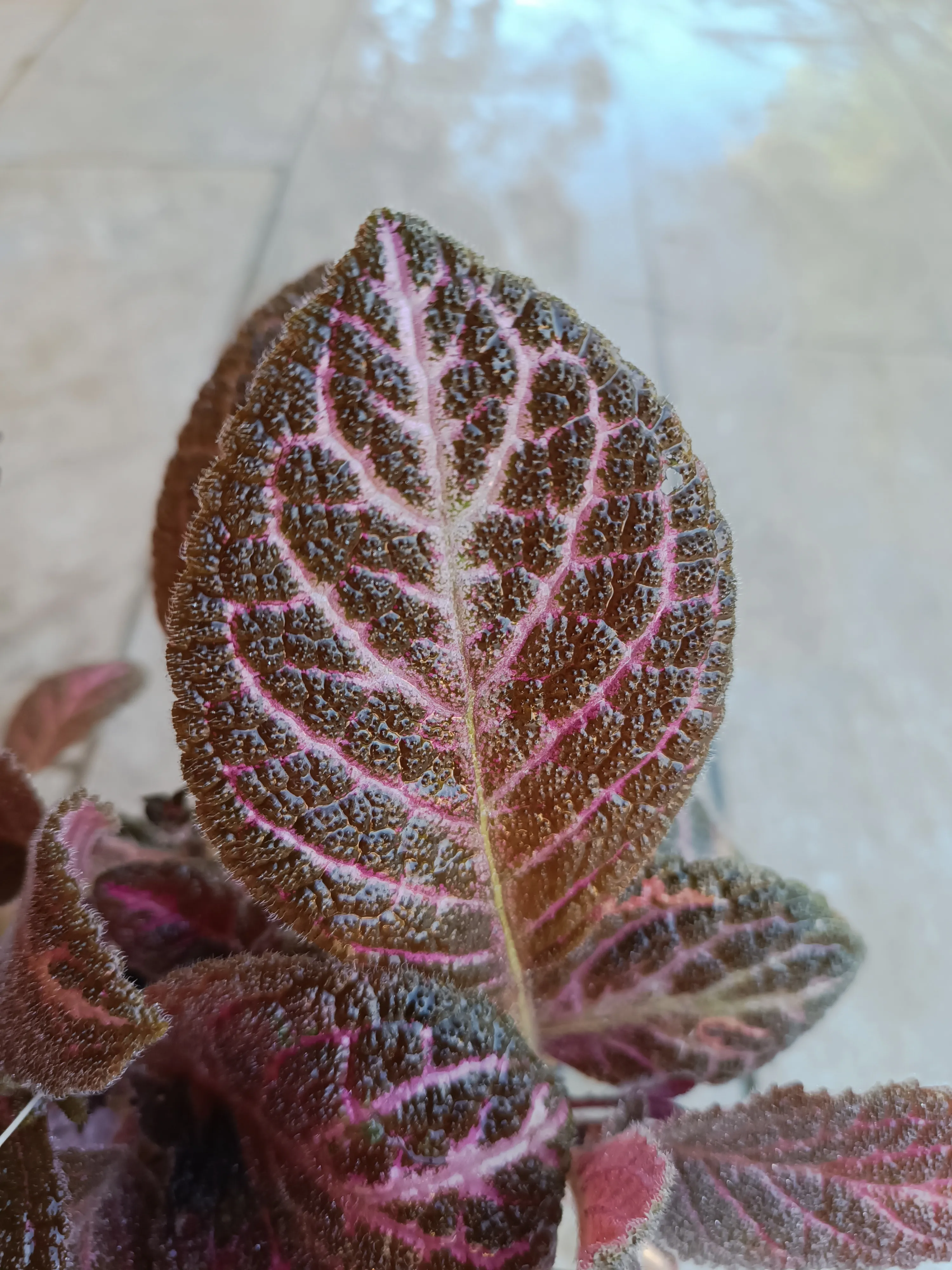 Episcia cupreata ‘Pink Acajou’