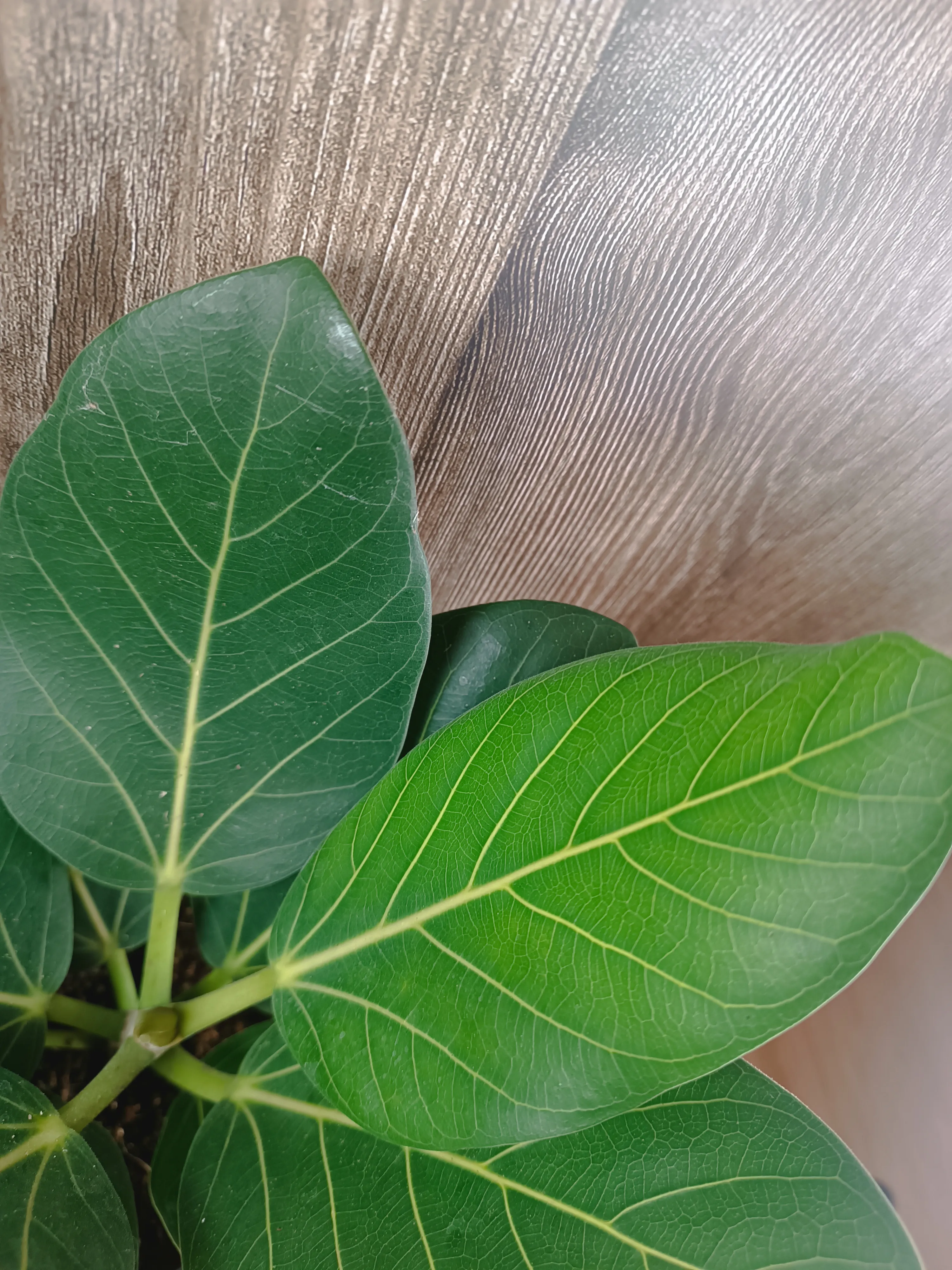Ficus Benghalensis 'Audrey'