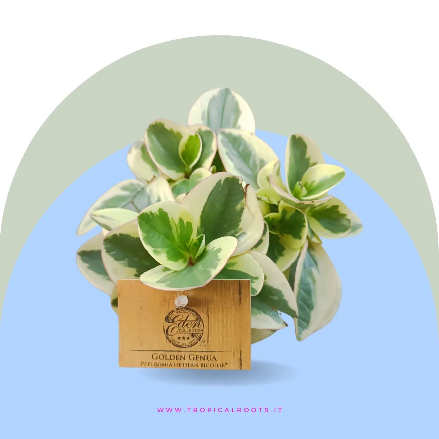 Peperomia obtusifolia bicolor