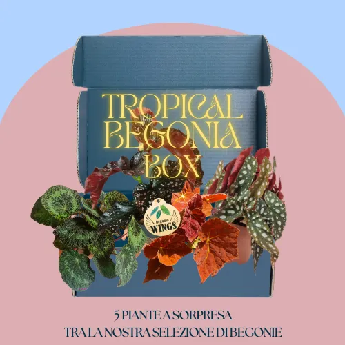 Tropical begonia box