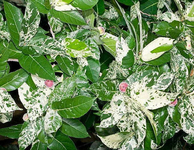 Ficus Aspera