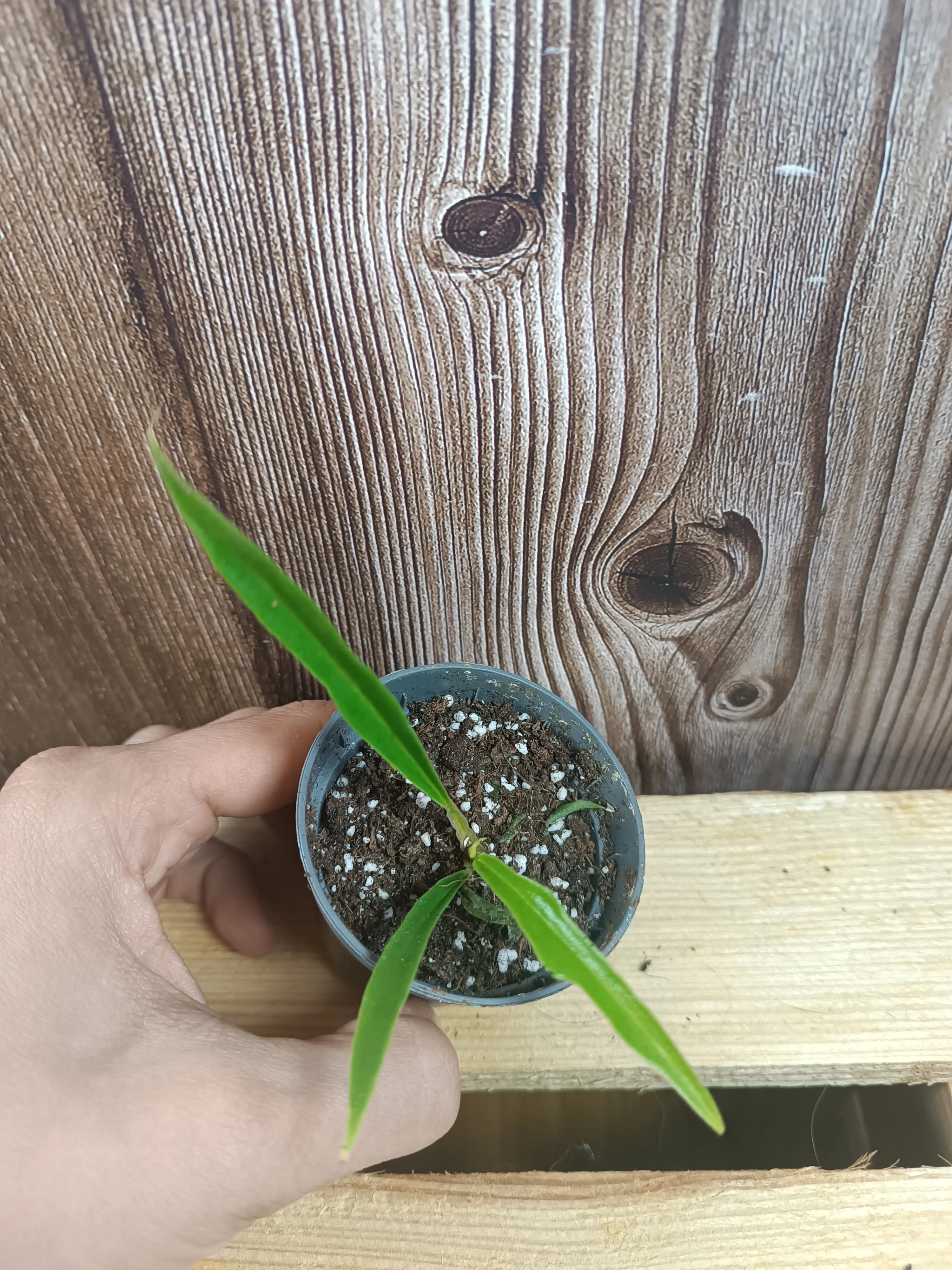 Philodendron 'Tortum' baby