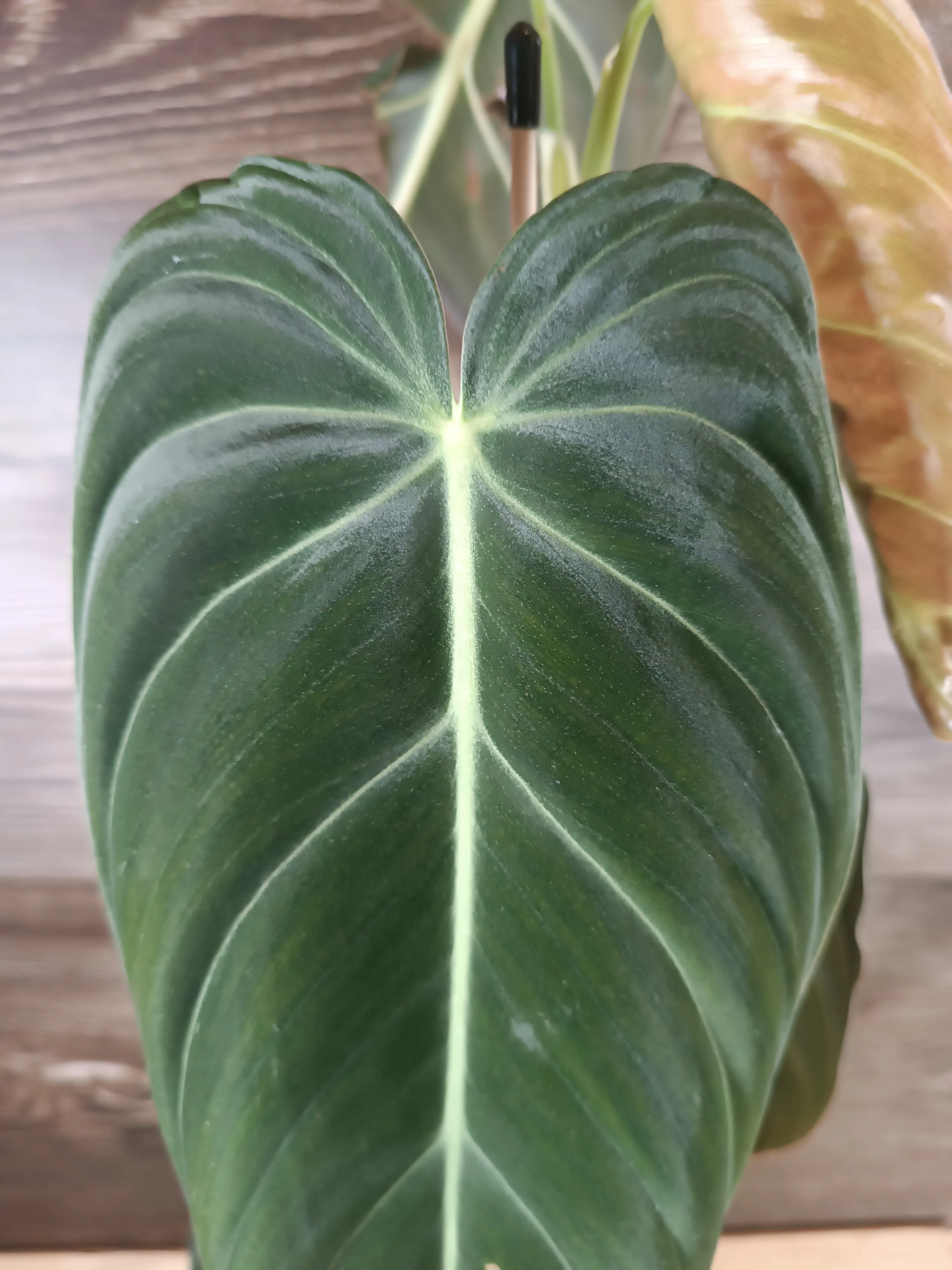 Philodendron 'Melanochrysum'