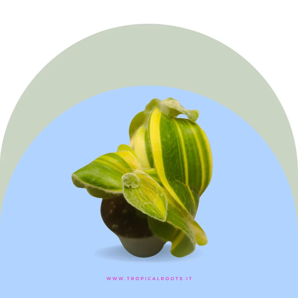 Tradescantia sillamontana variegata baby