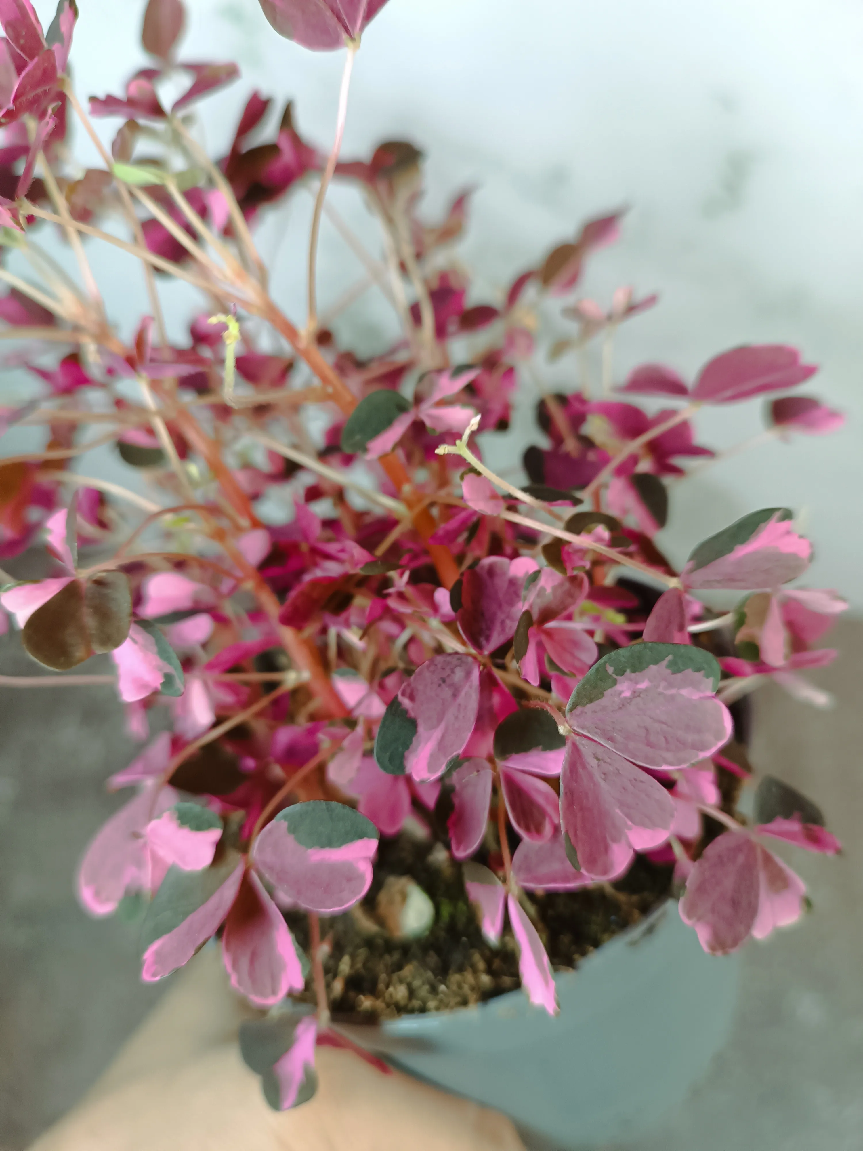 Oxalis Vulcanicola Pink