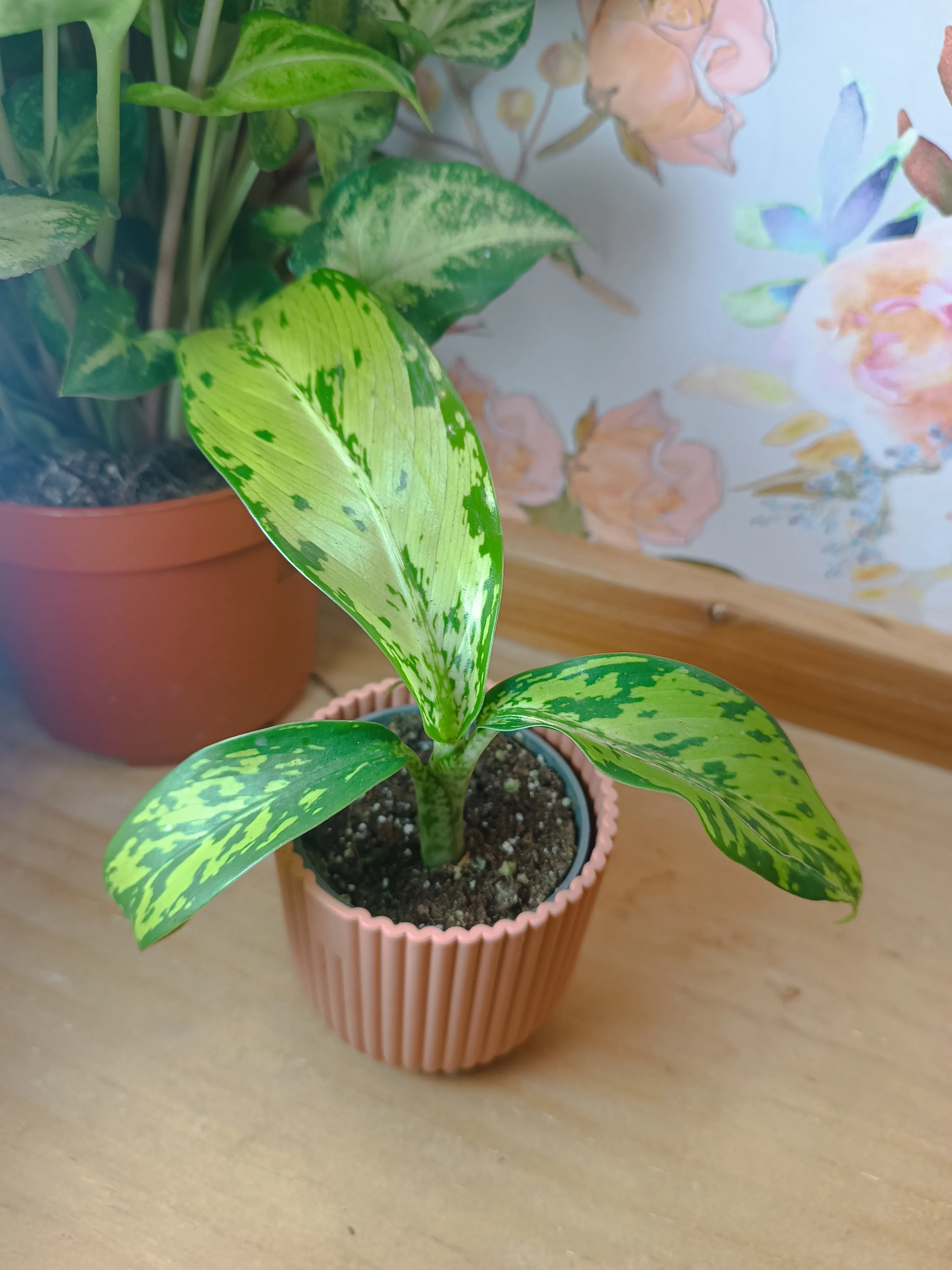 Dieffenbachia 'Crocodile Baby'