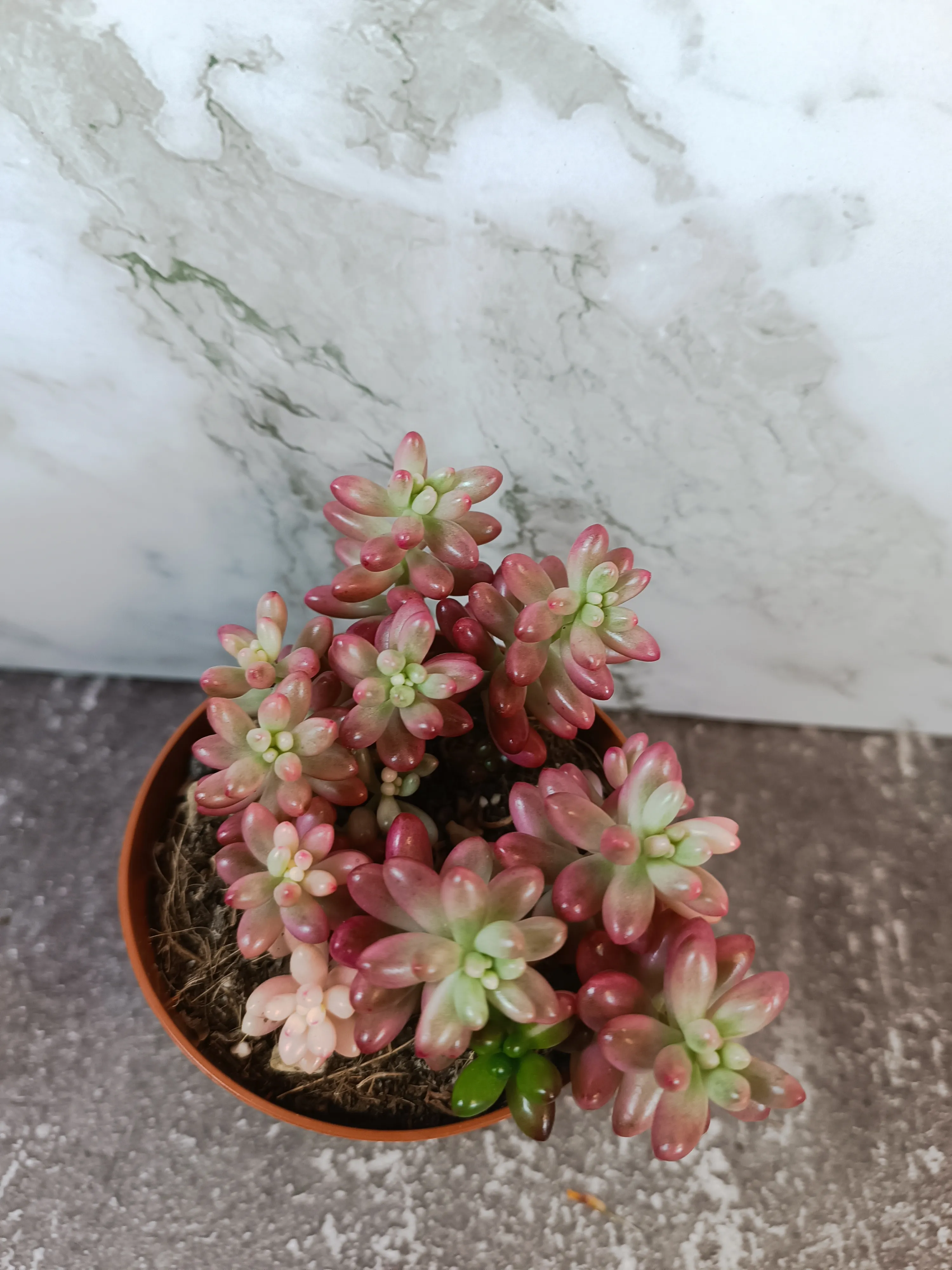 Sedum rubrotinctum ‘Aurora'