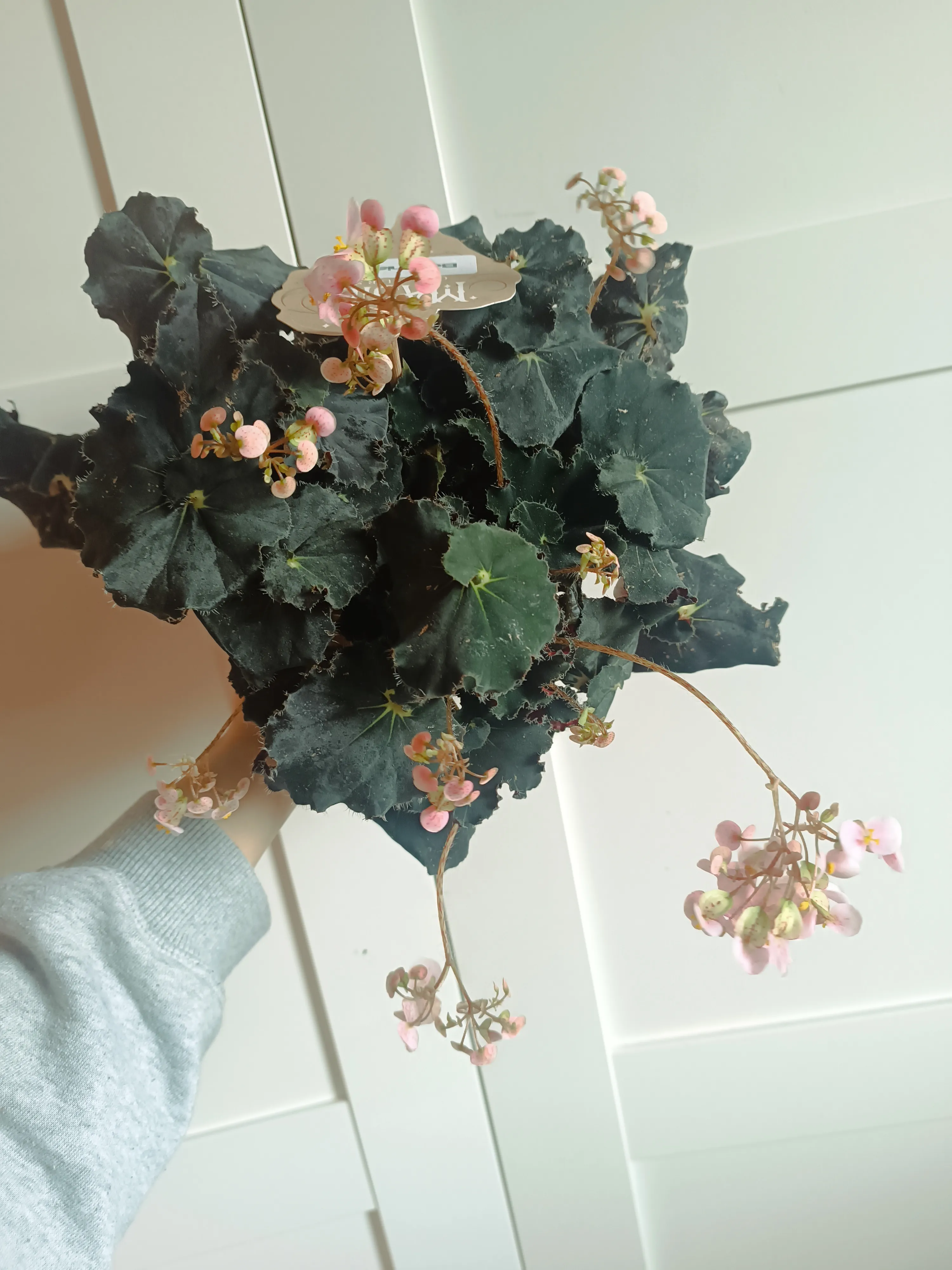 Begonia 'Dark mambo'