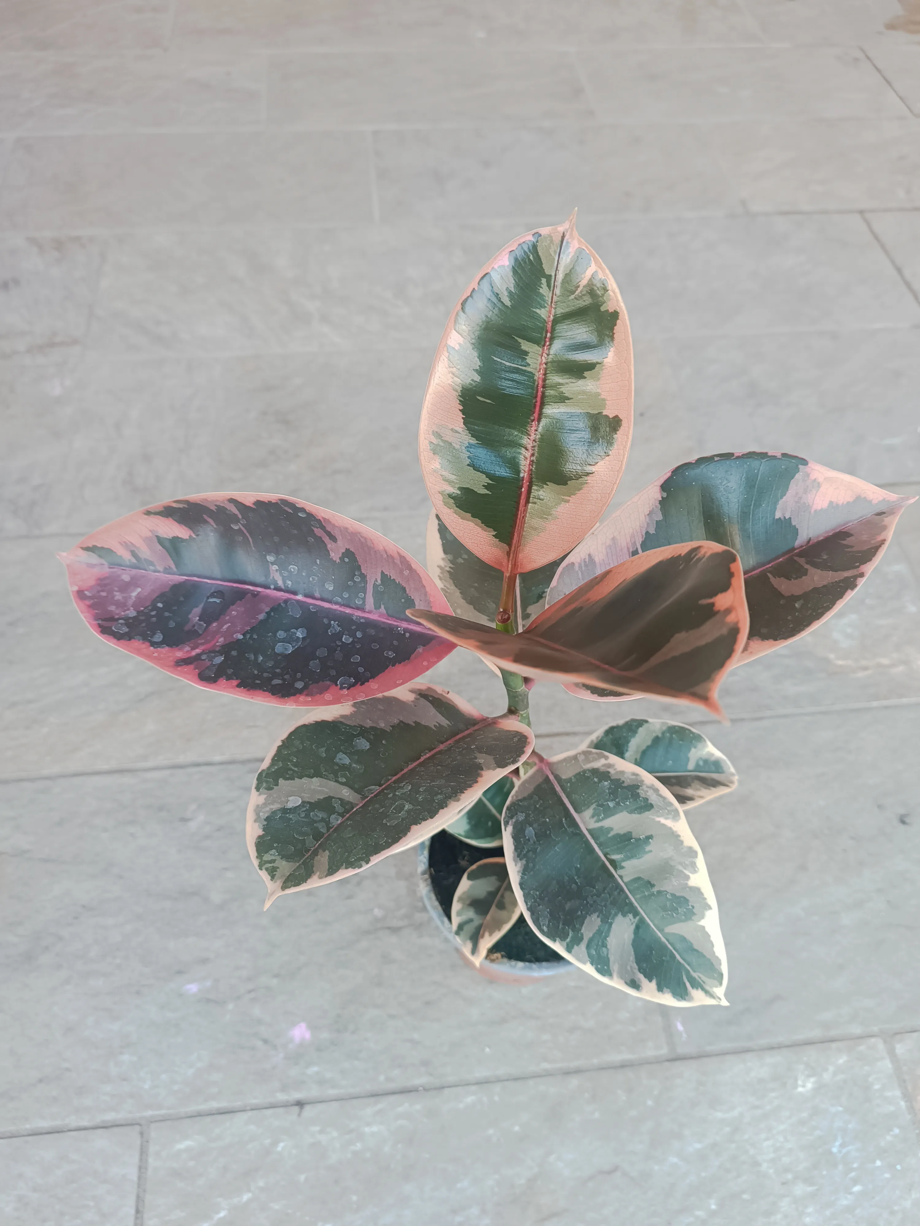 Ficus Belize