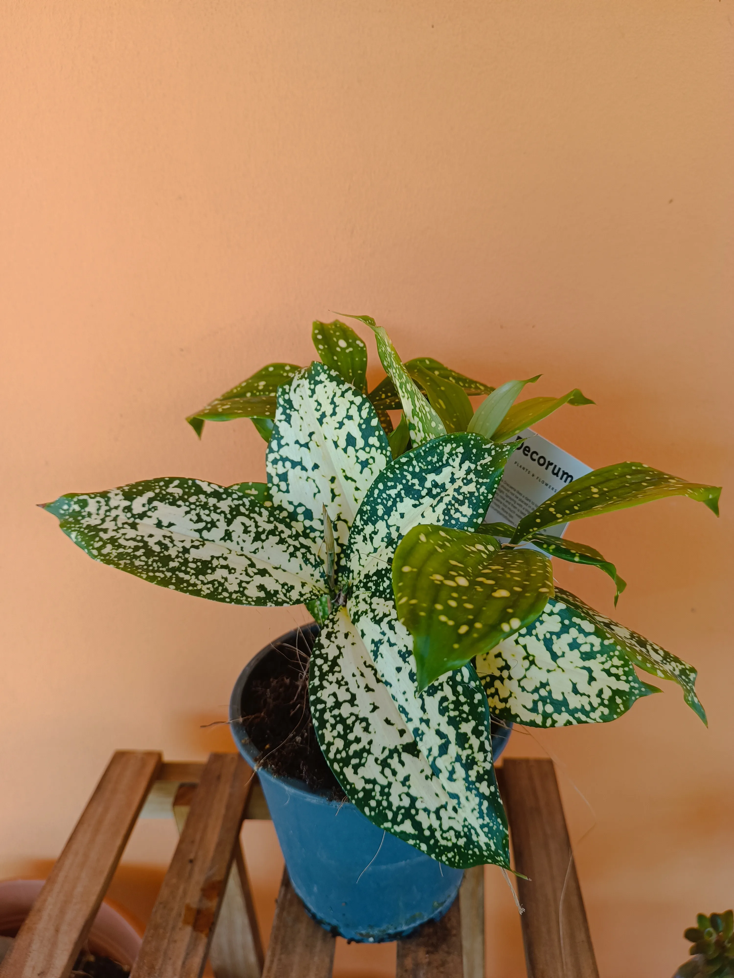Dracena surculosa