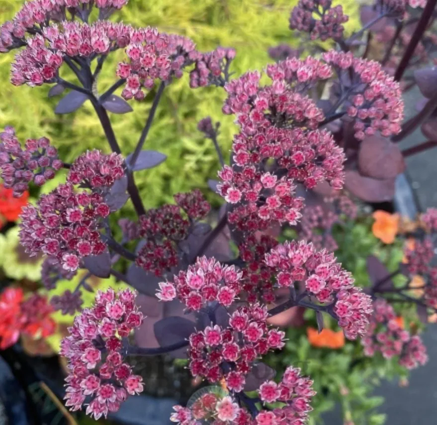 Sedum Dazzleberry
