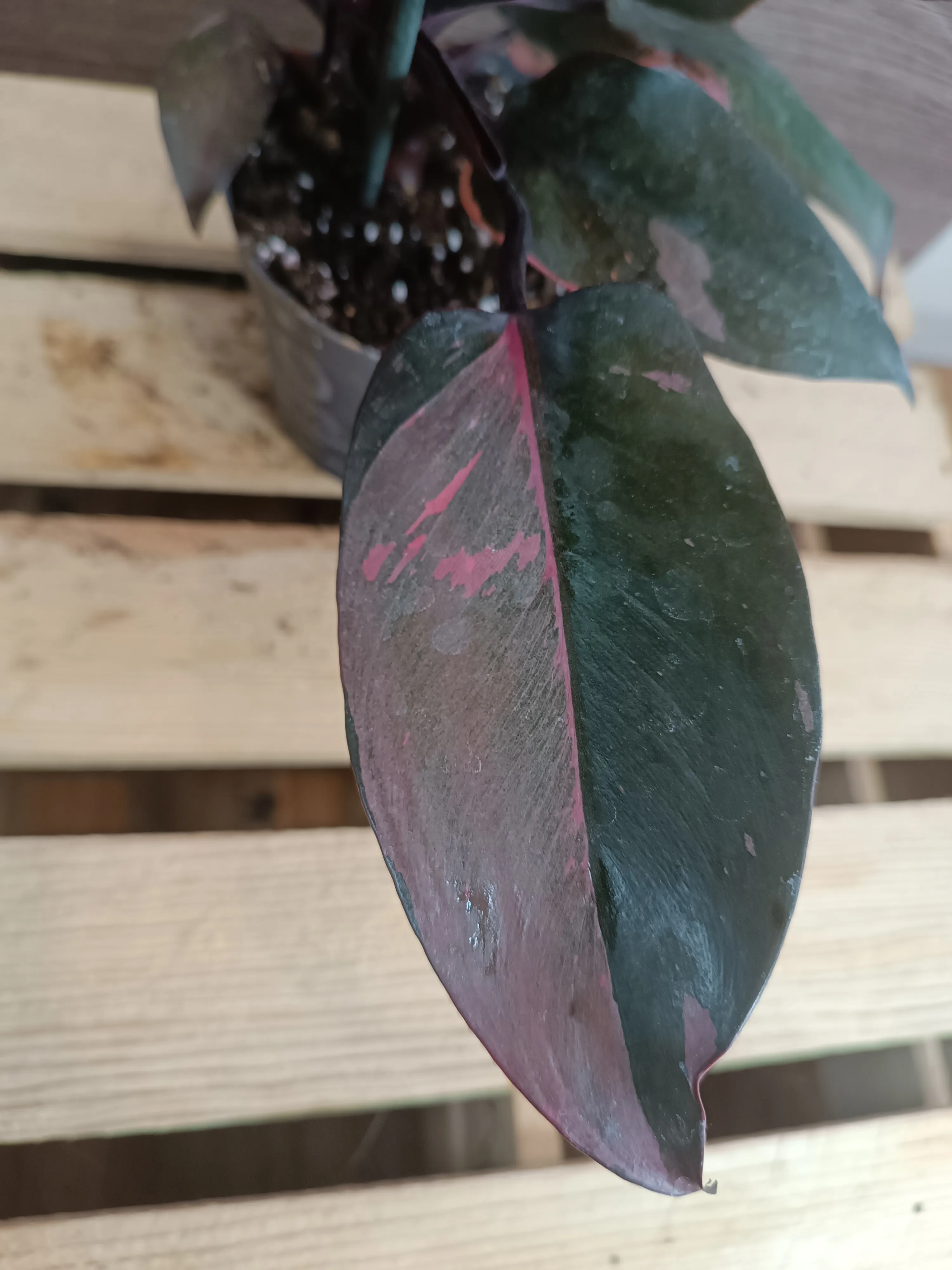 Philodendron 'Pink Princess'