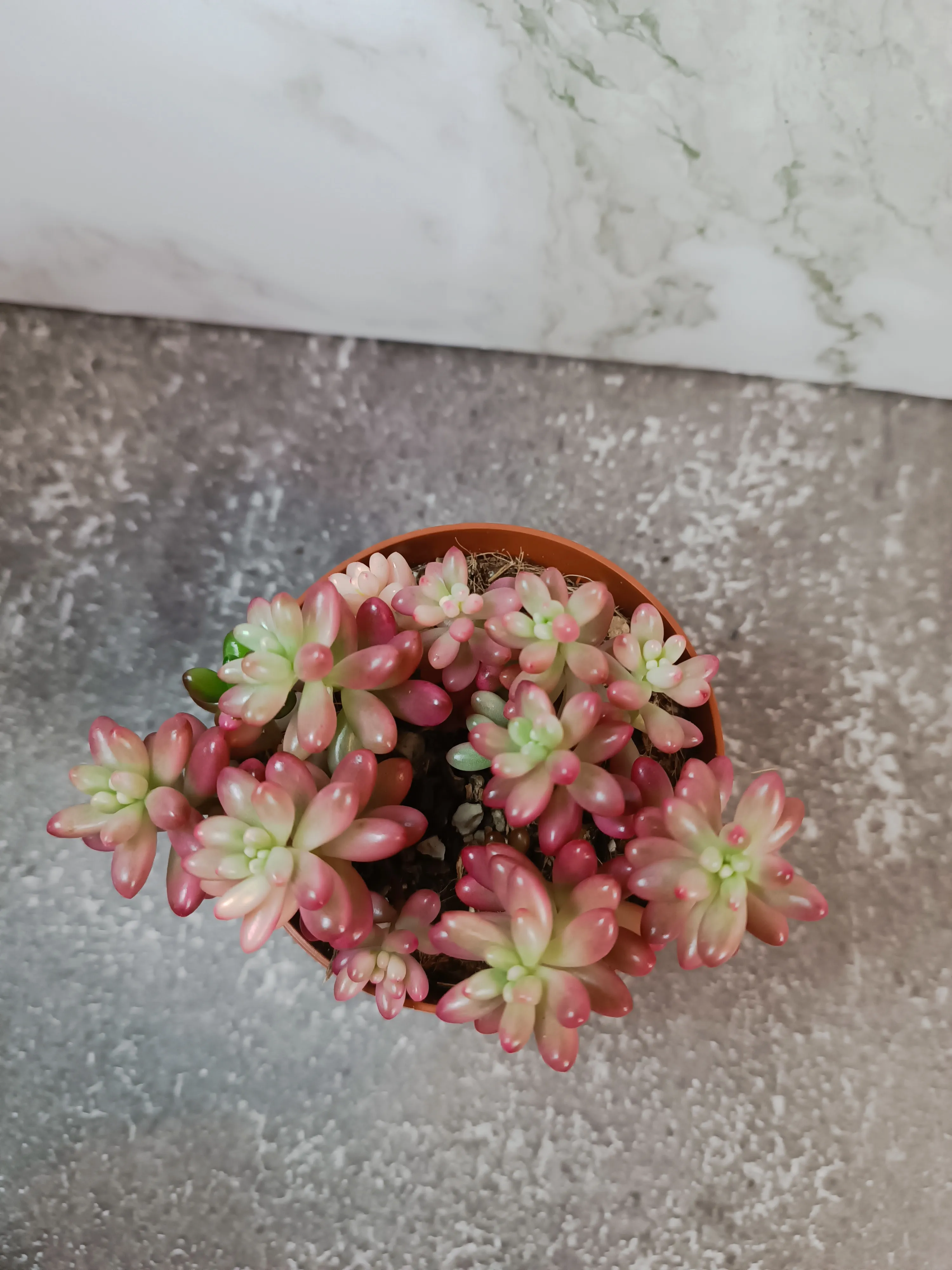 Sedum rubrotinctum ‘Aurora'