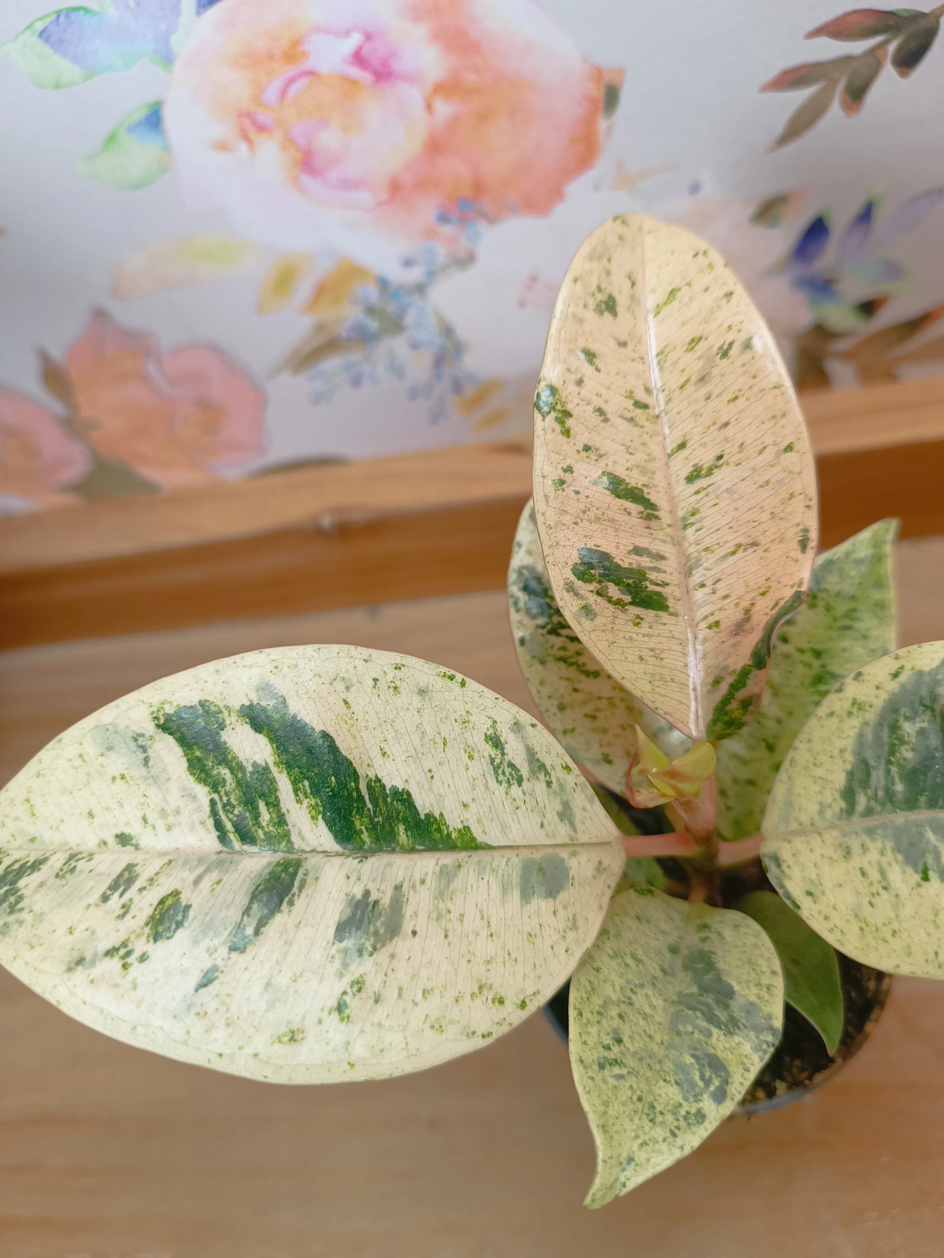 Ficus Shivereana