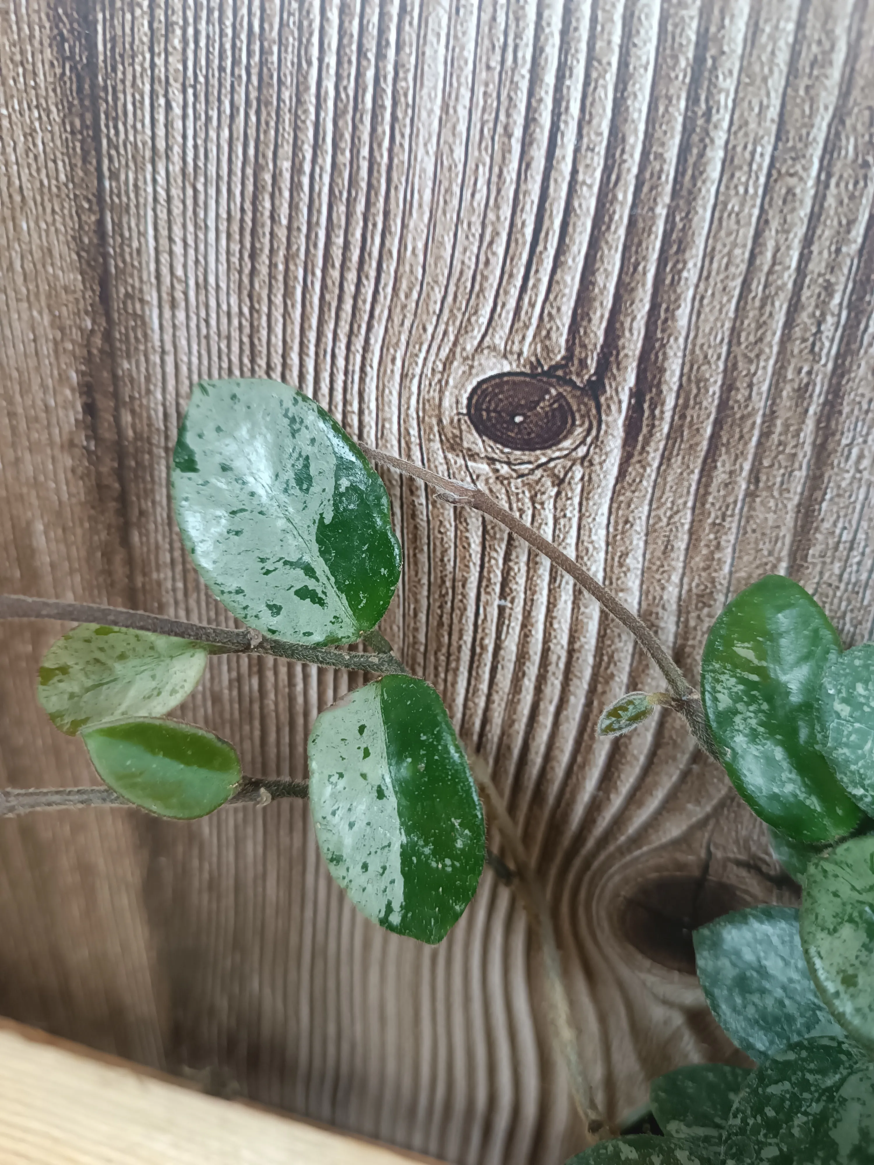 Hoya 'Matilde splash'