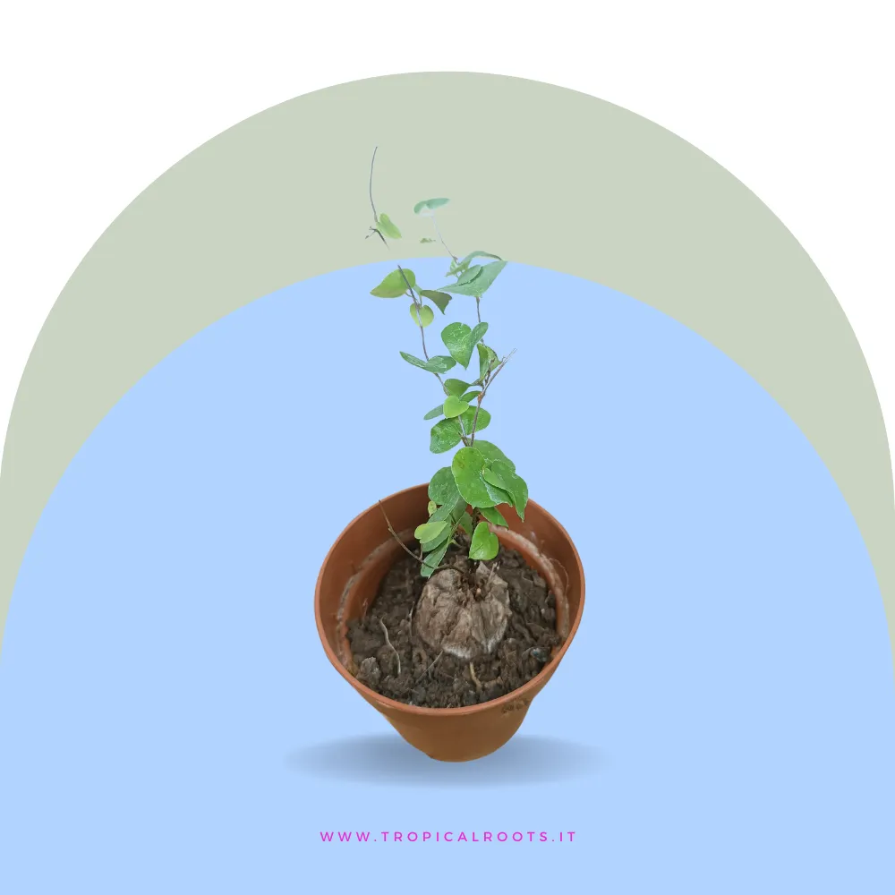 Dioscorea elephantipes
