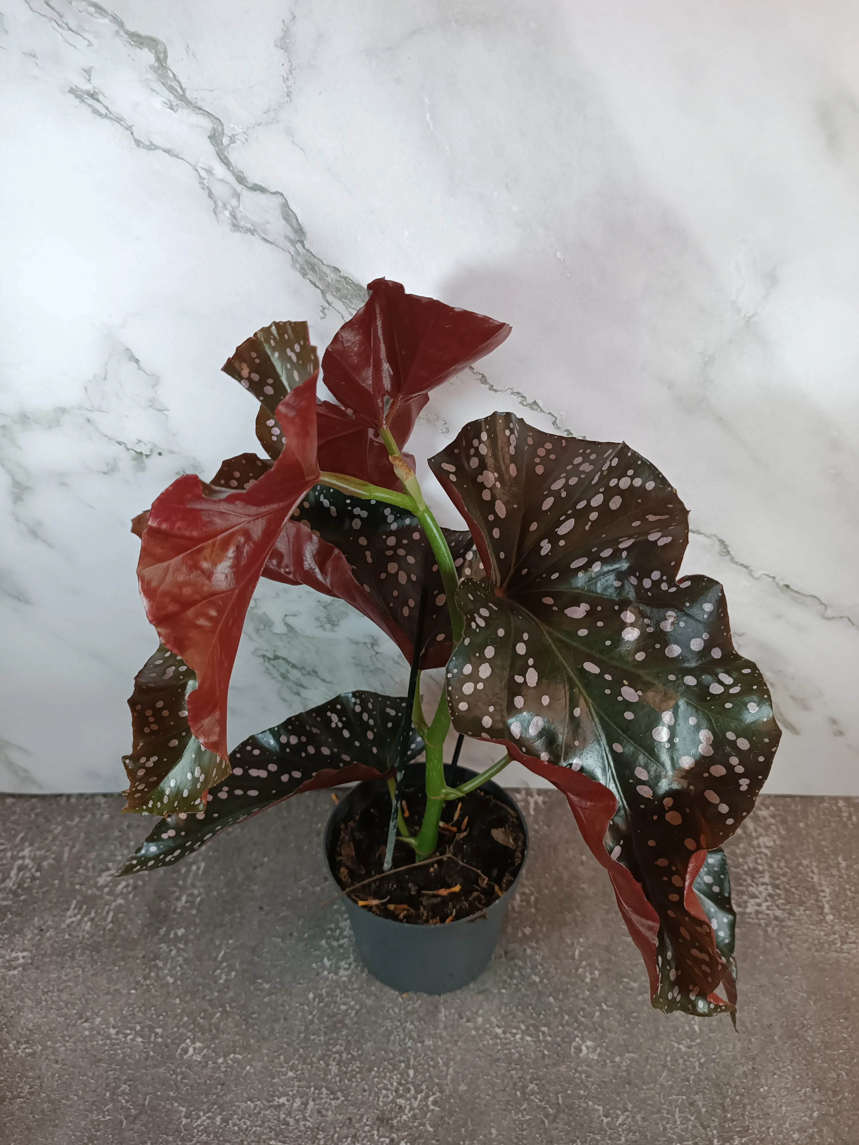 Begonia 'Cracklin Rosie'