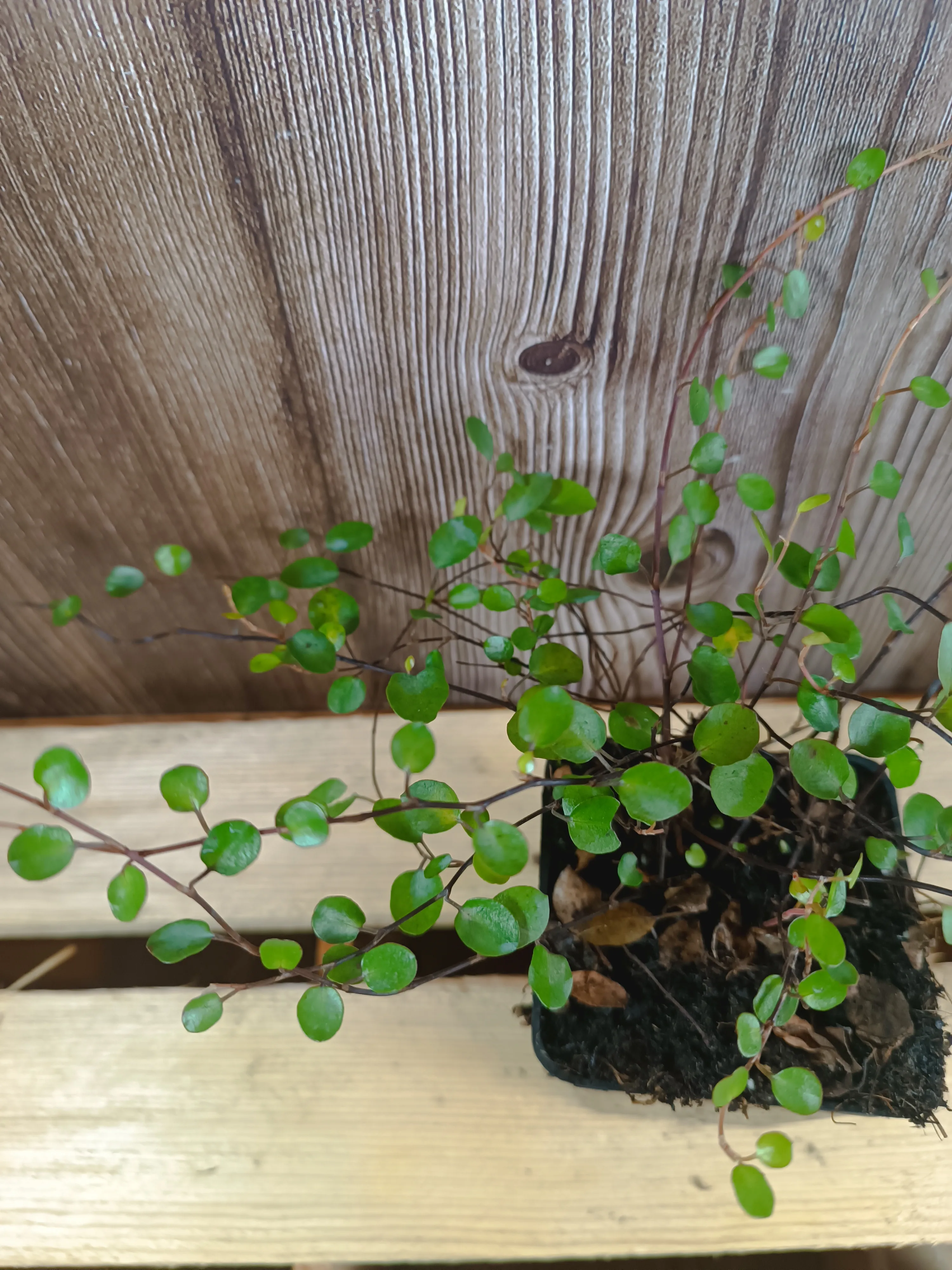 Muehlenbeckia axillaris