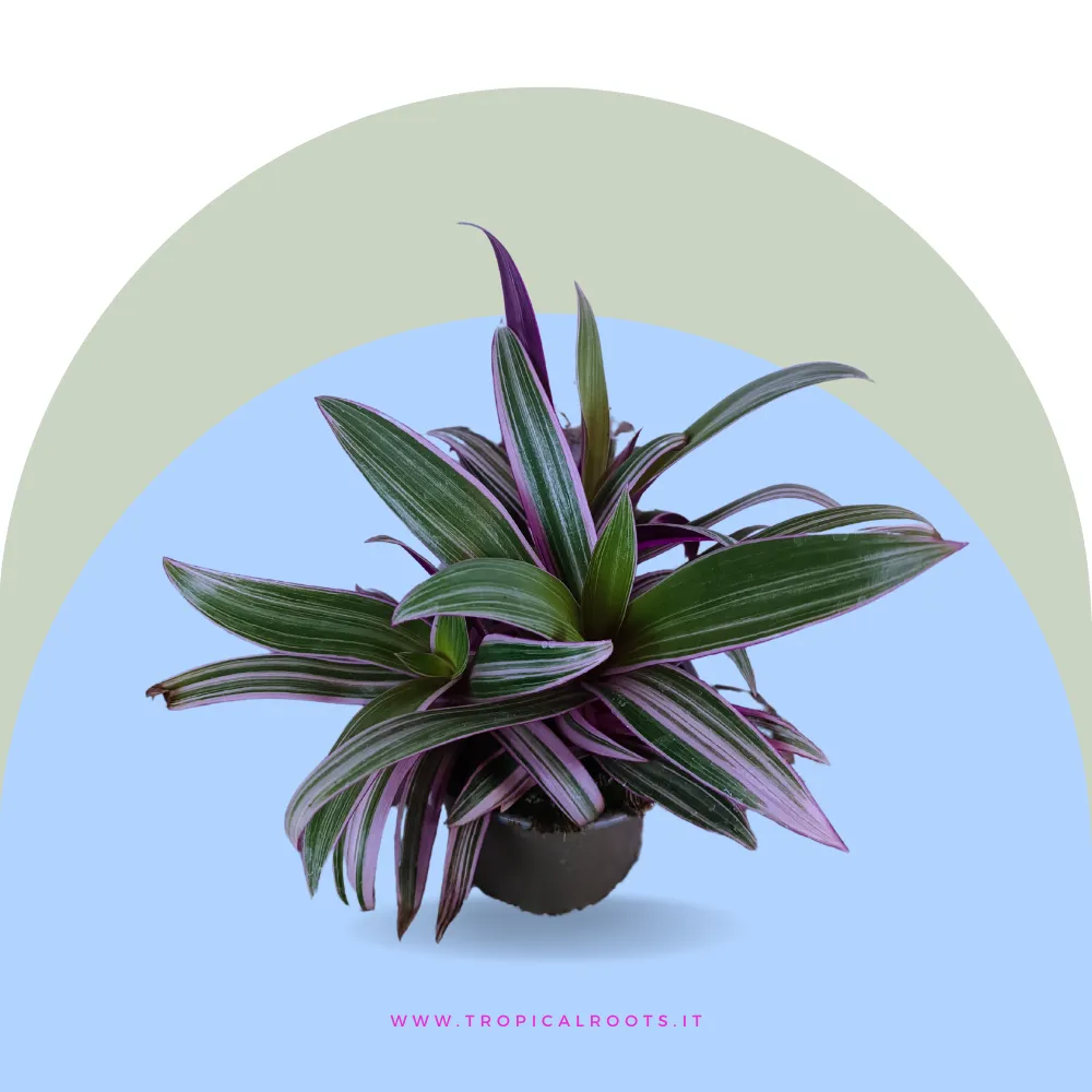 Tradescantia spathacea