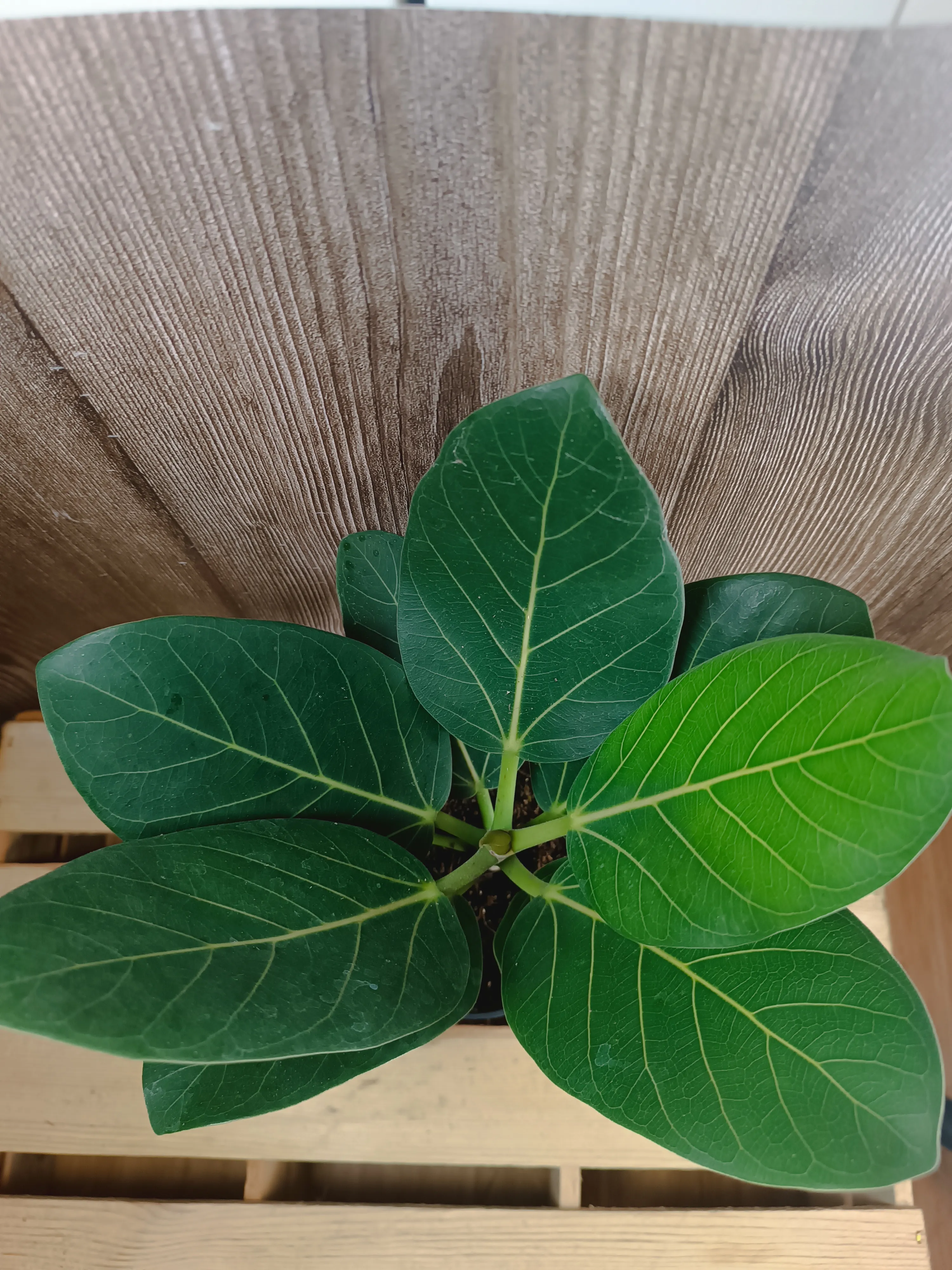 Ficus Benghalensis 'Audrey'