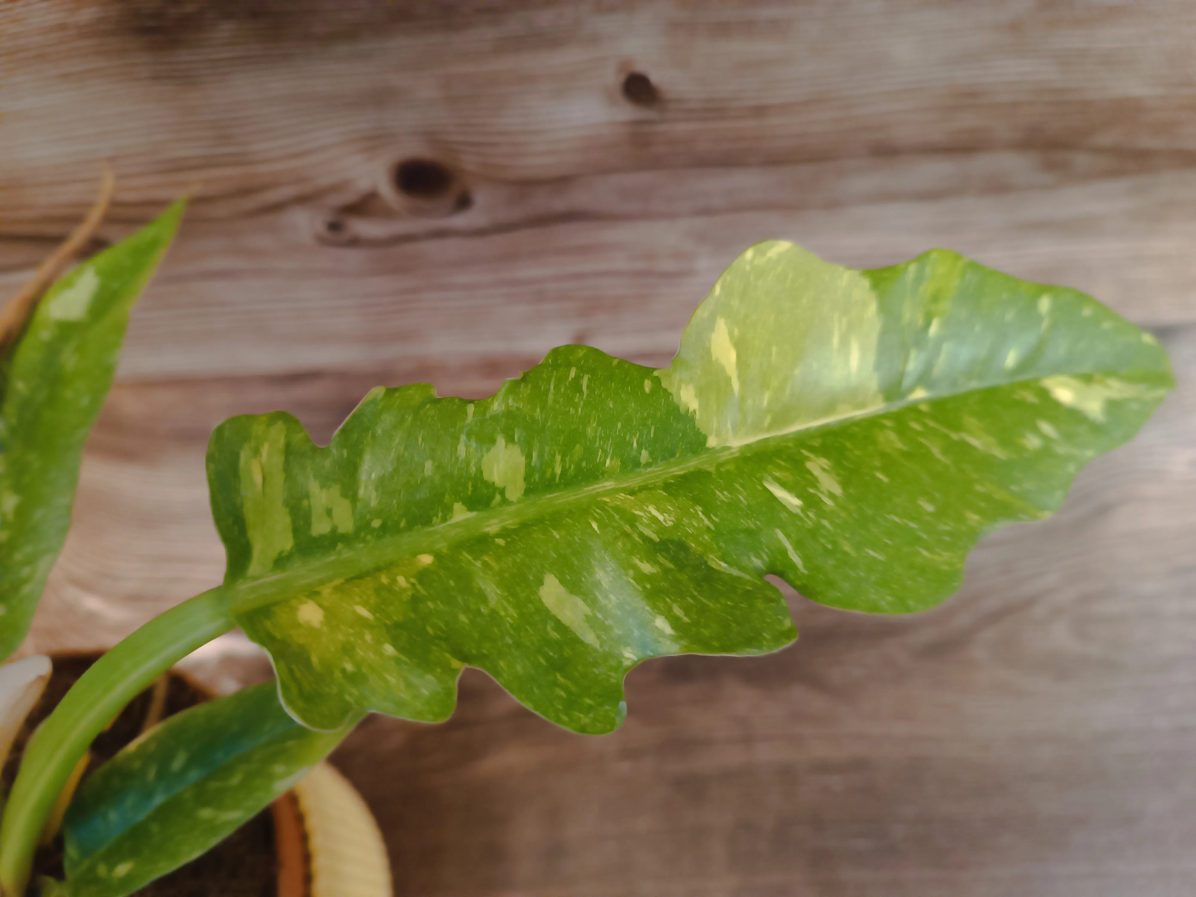 Philodendron 'Ring of fire'