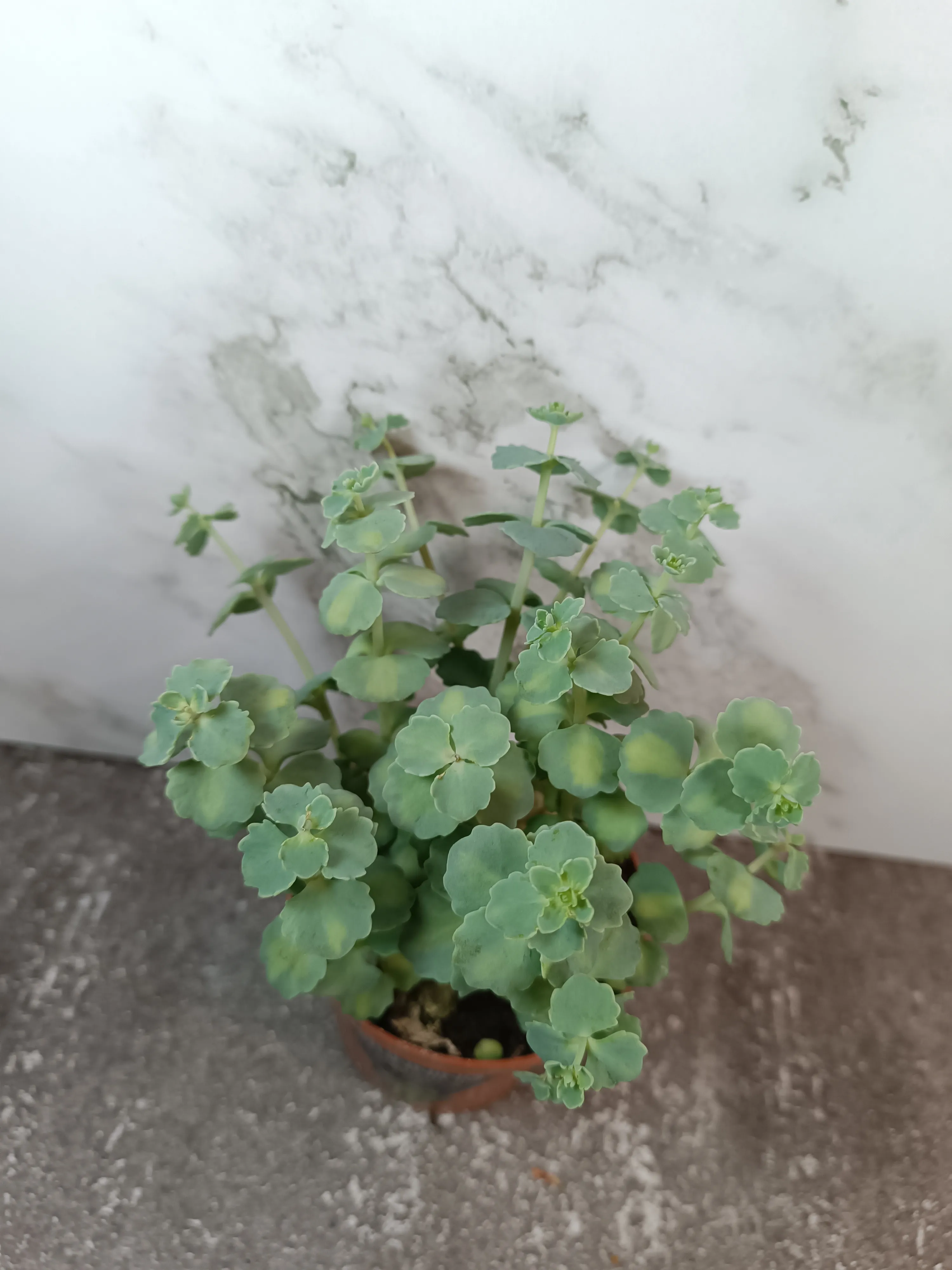 Sedum sieboldii Teresina