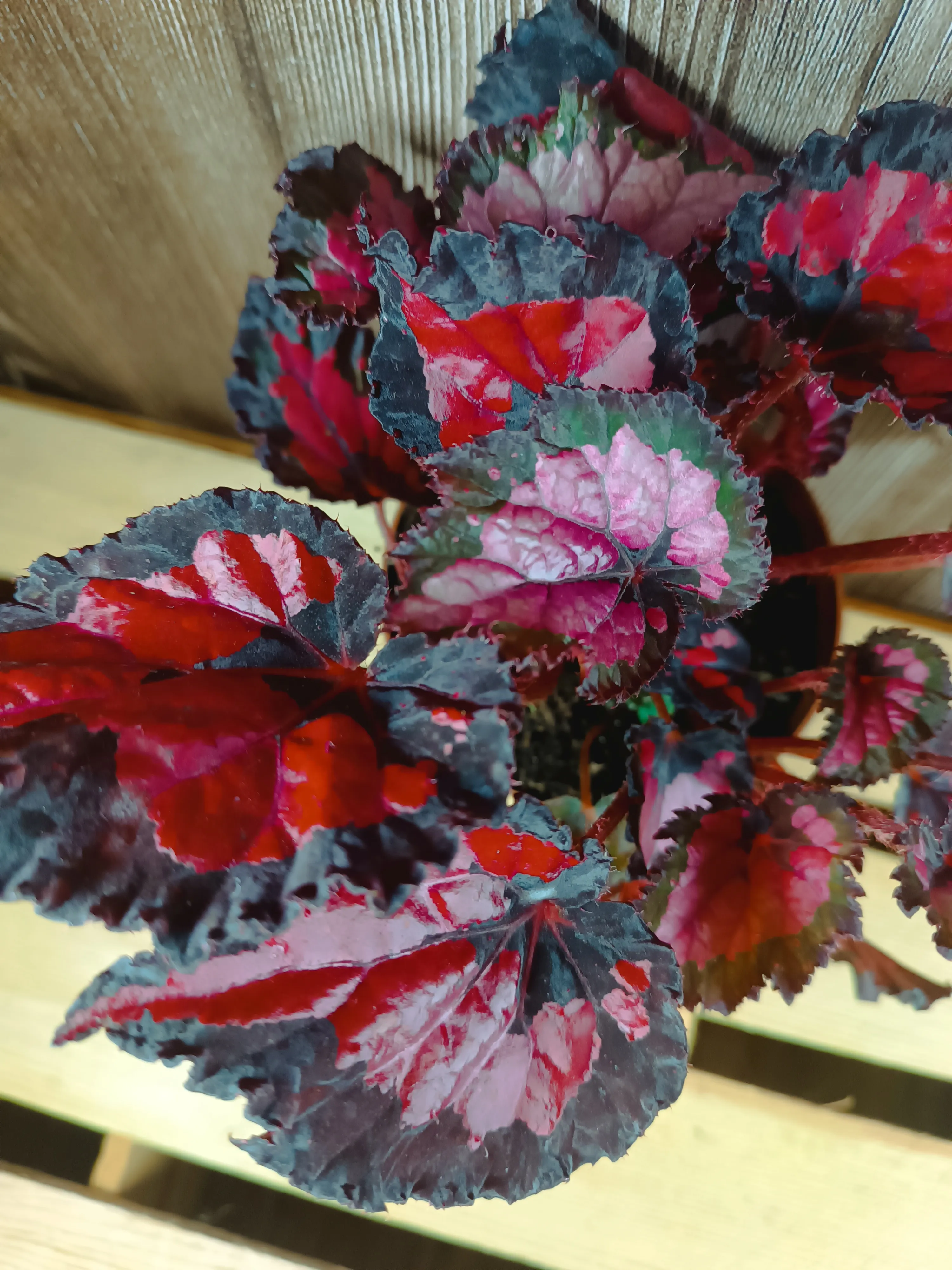 Begonia 'Inca Night'
