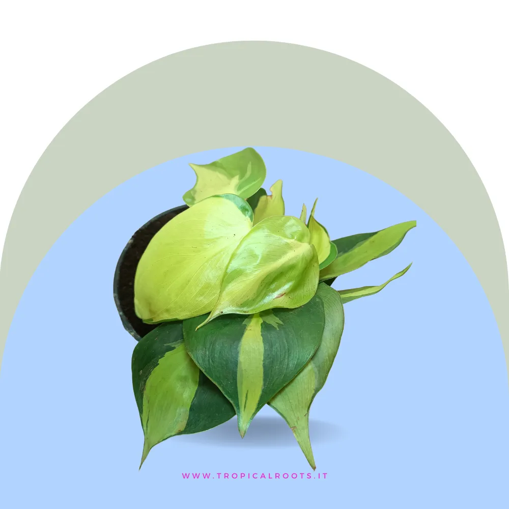 Philodendron 'Brasil'