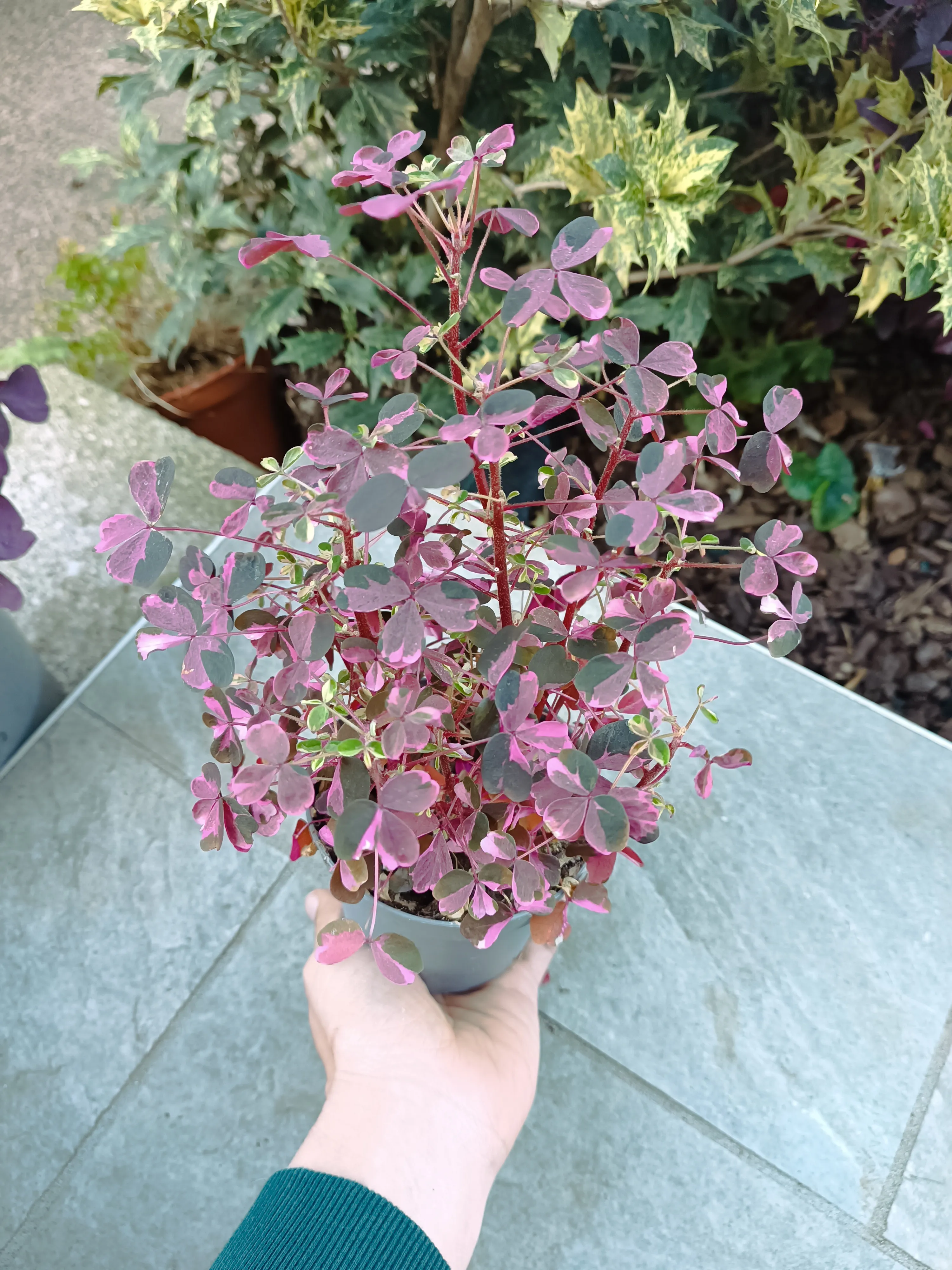 Oxalis Vulcanicola Pink
