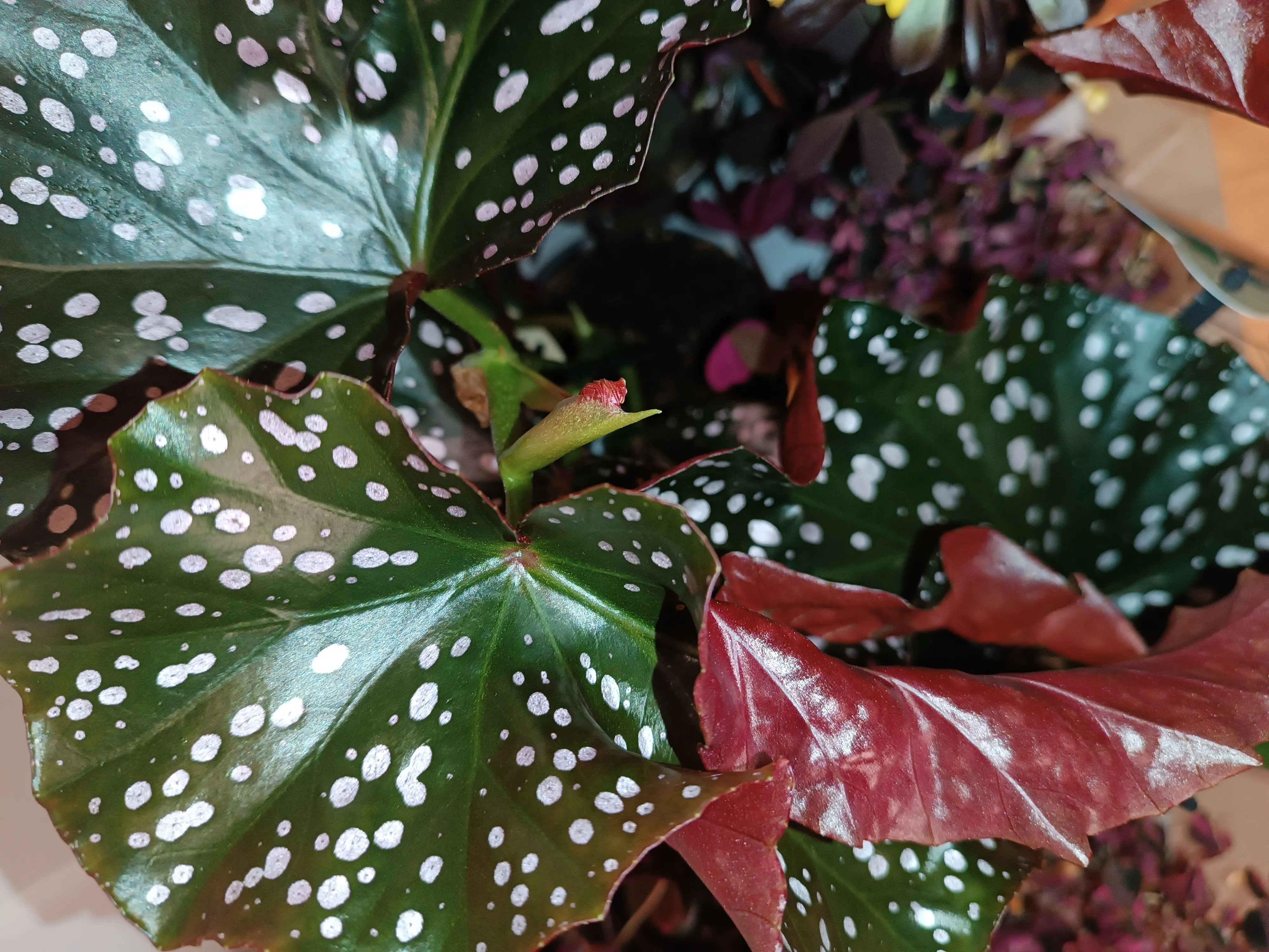 Begonia 'Cracklin Rosie'