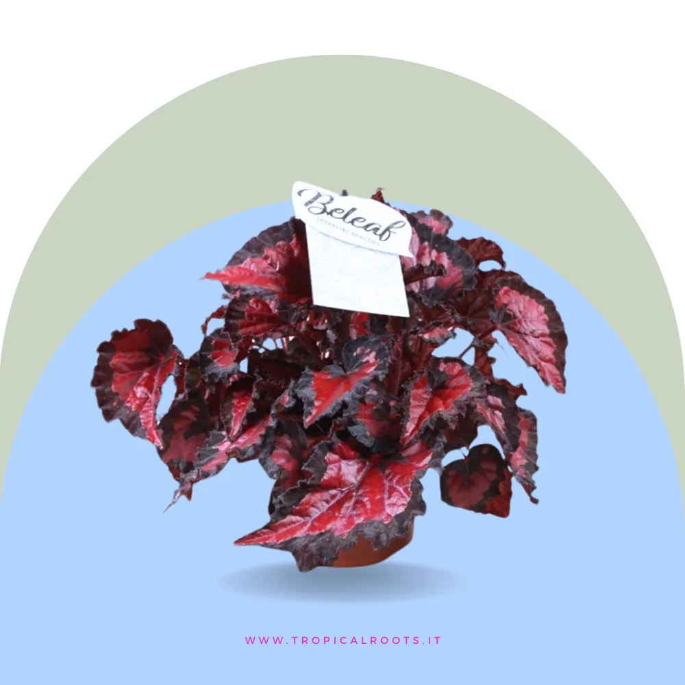 Begonia 'Inca Night'