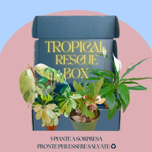 Tropical rescue box