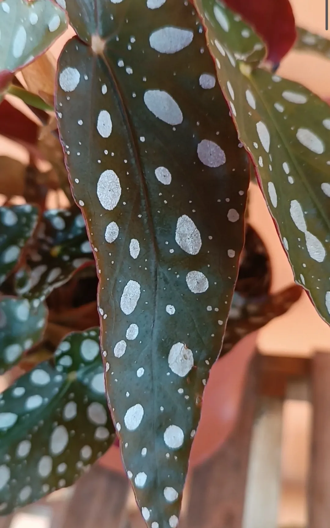 Begonia Maculata