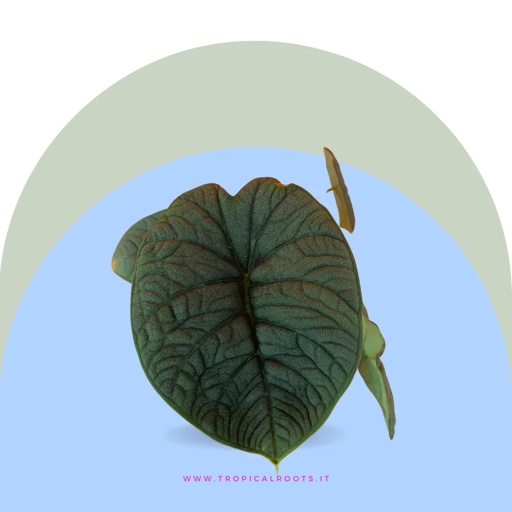 Alocasia Melo