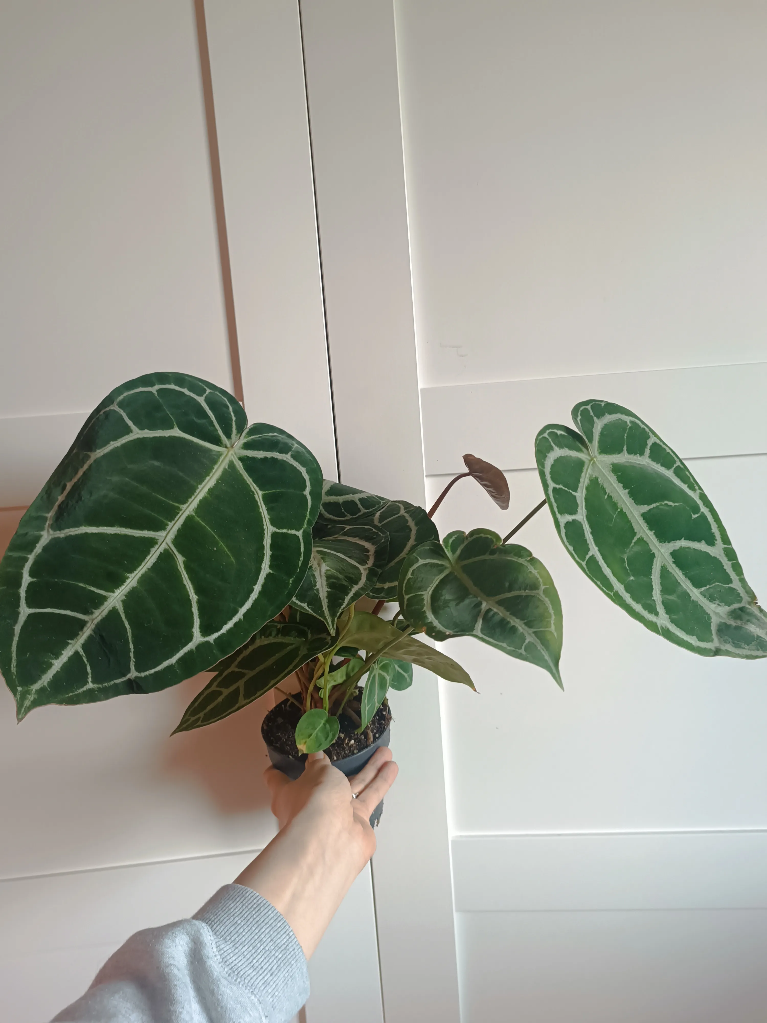 Anthurium crystallinum