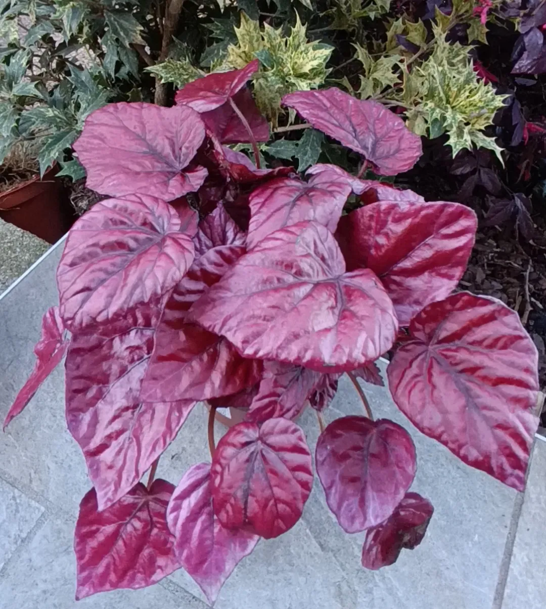 Begonia 'Inca flame'