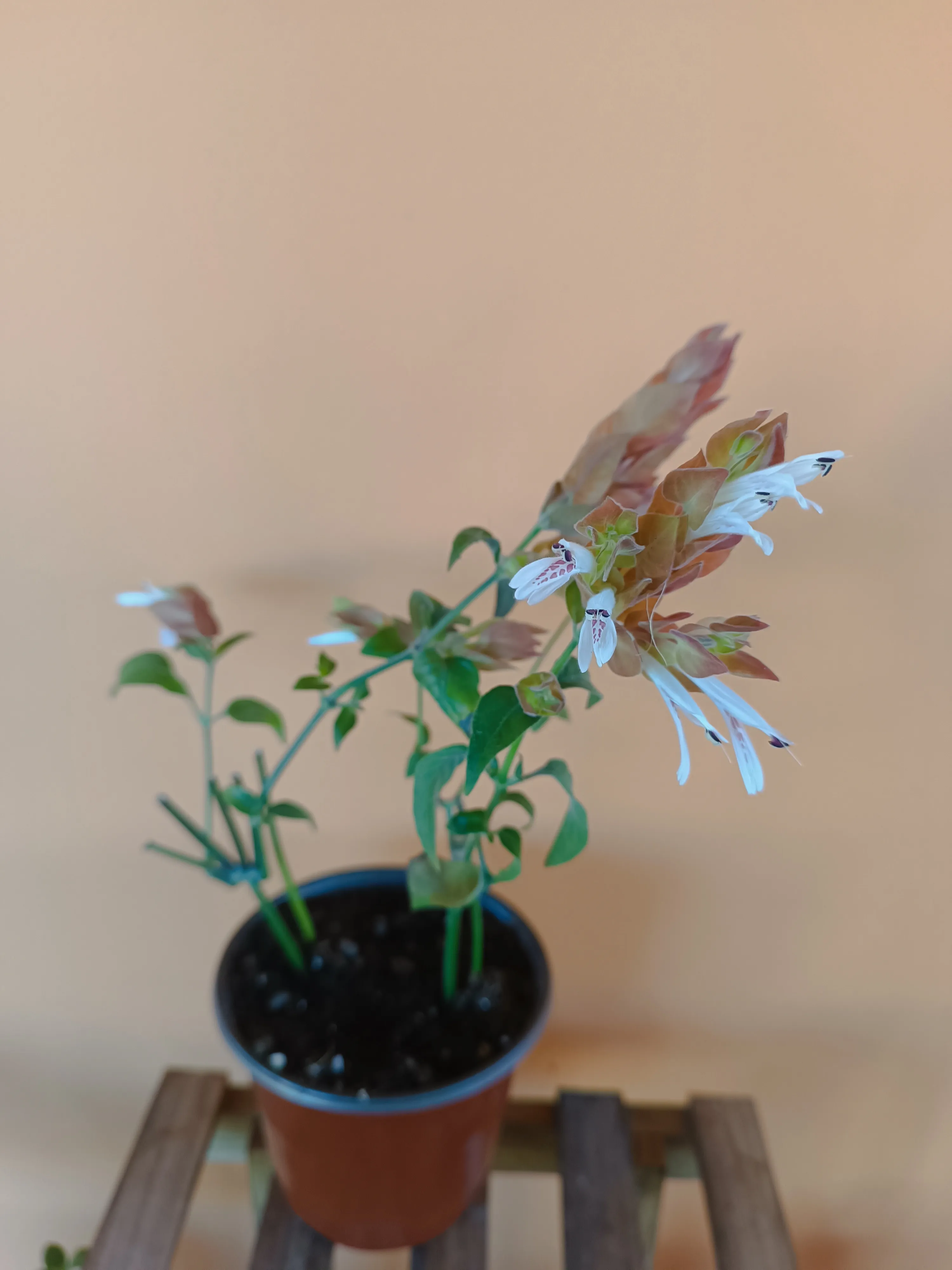 Beloperone Guttata 'Pianta gamberetto'